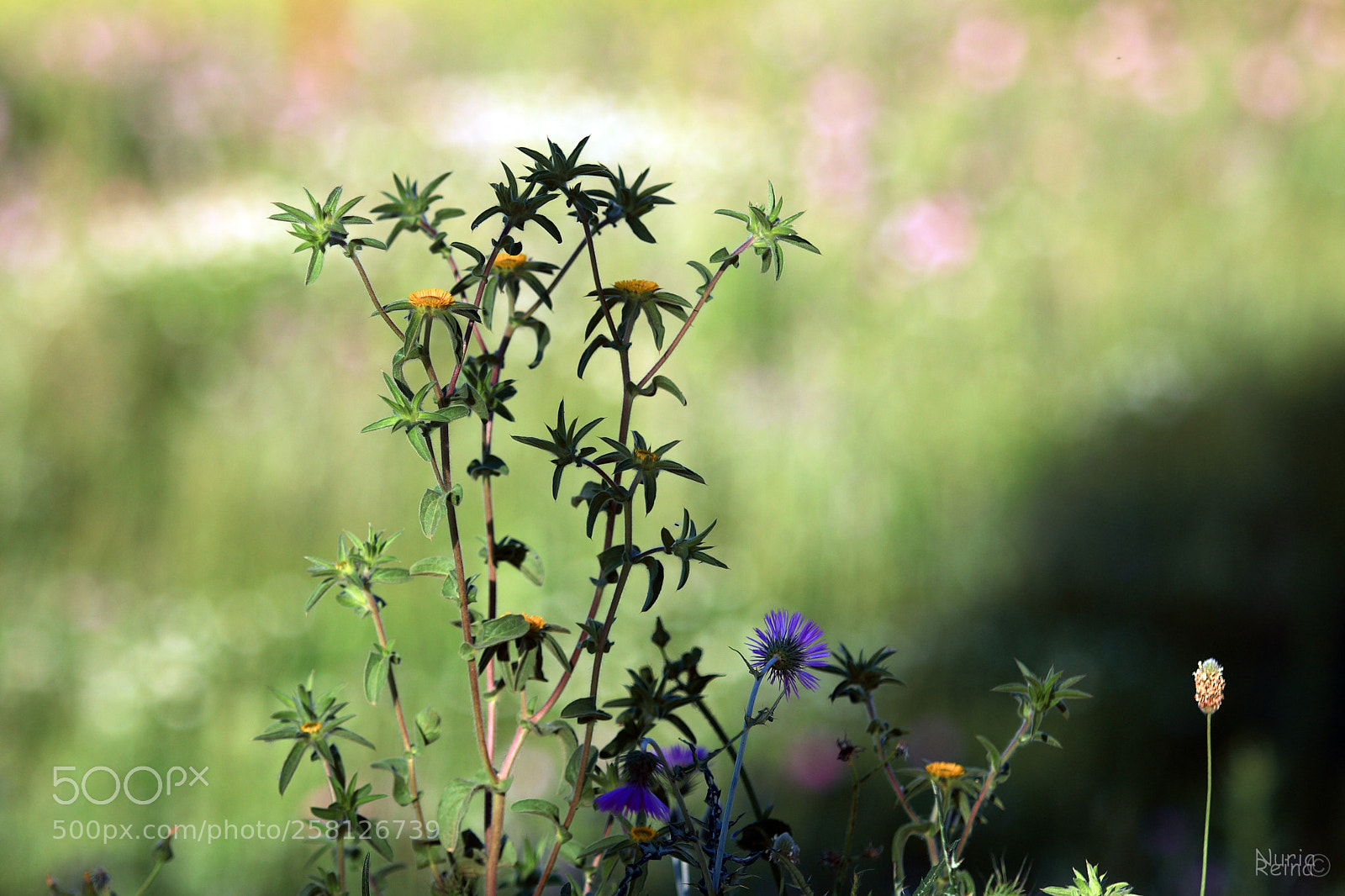 Canon EOS 70D sample photo. Untitled photography