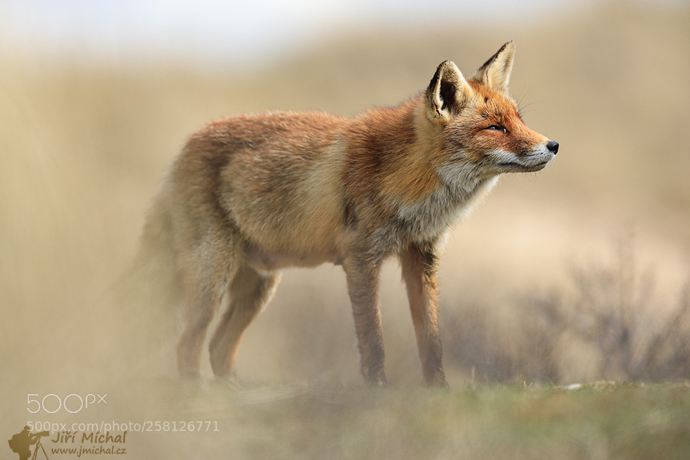 Canon EOS 5D Mark IV sample photo. Fox photography