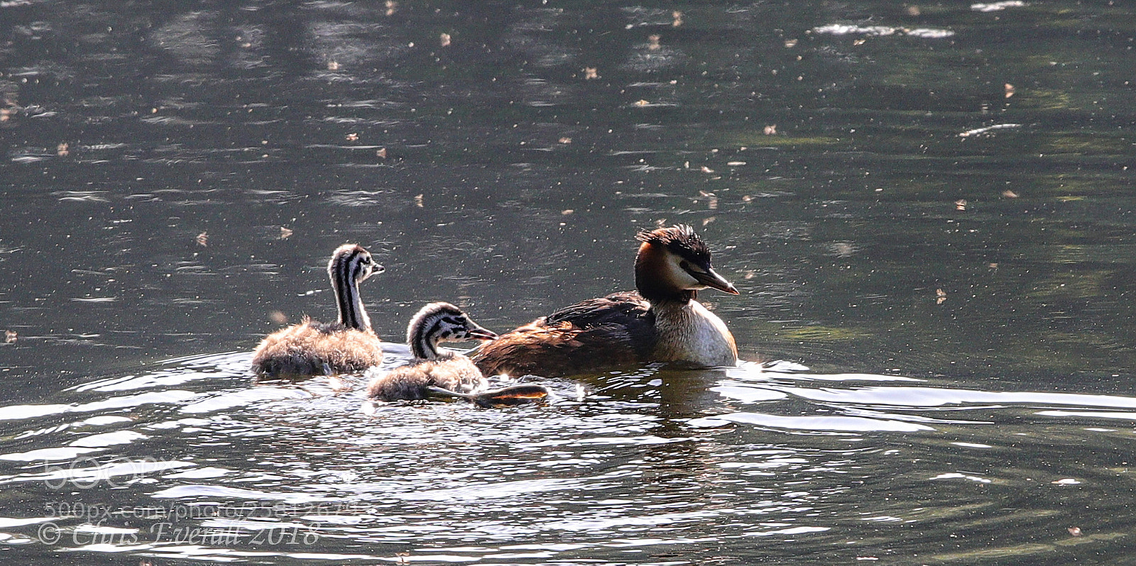 Canon EOS 77D (EOS 9000D / EOS 770D) sample photo. Crested greebe and chicks. photography