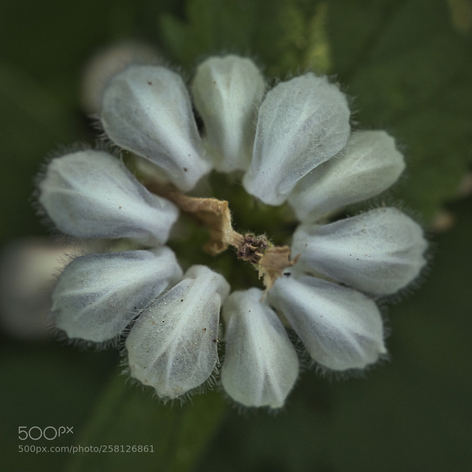 Sony ILCA-77M2 sample photo. White dead nettle photography