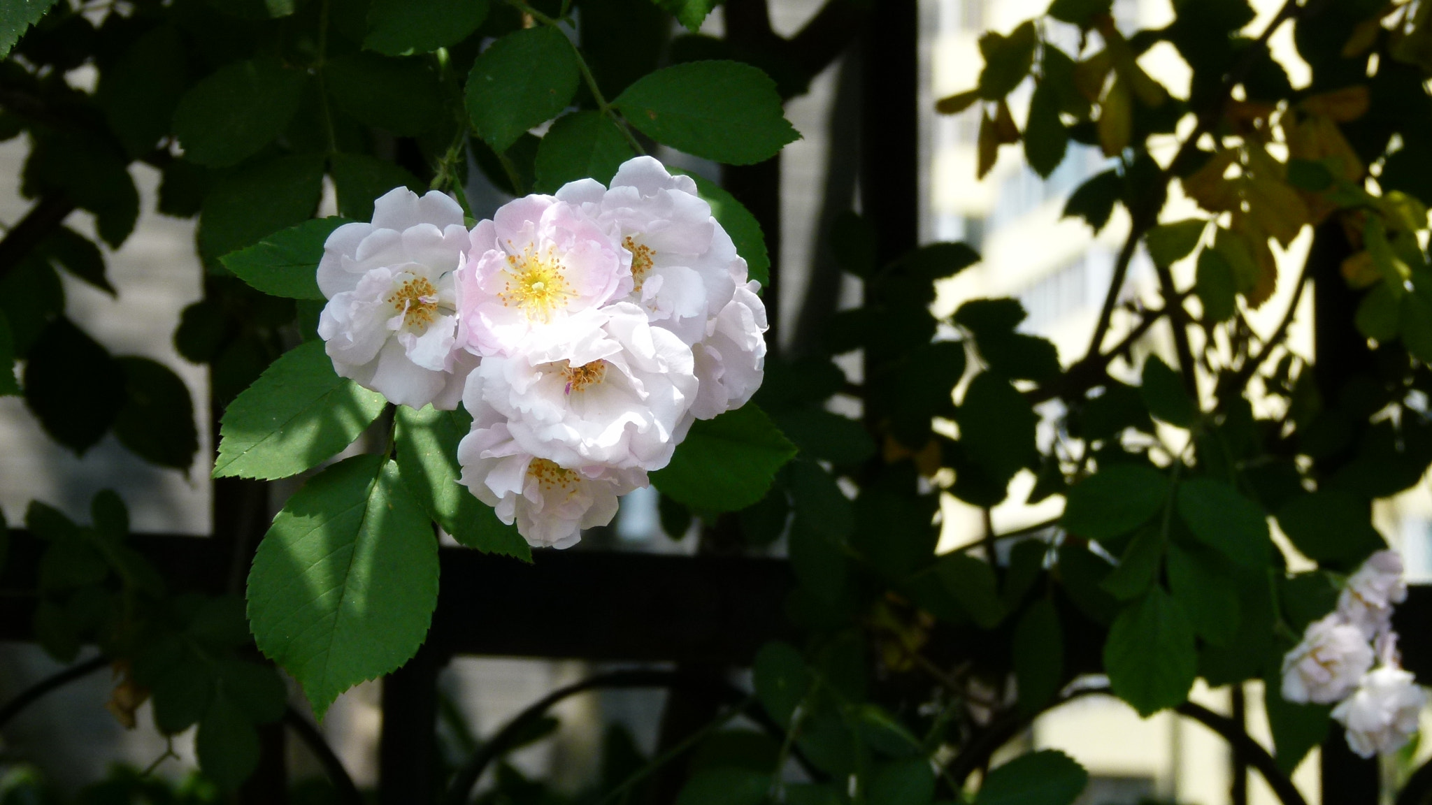 Leica V-Lux 2 sample photo