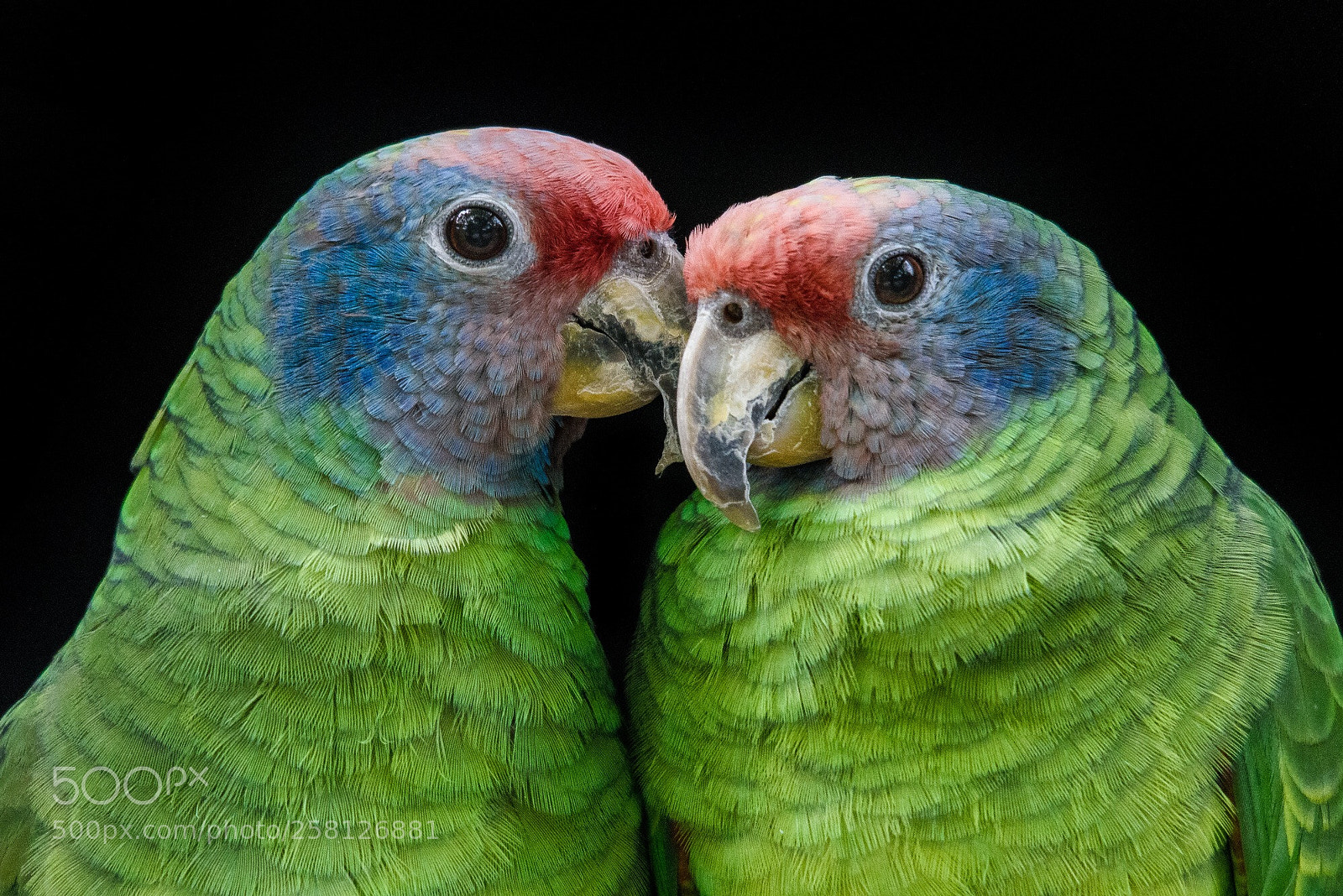 Nikon D810 sample photo. Relationship photography