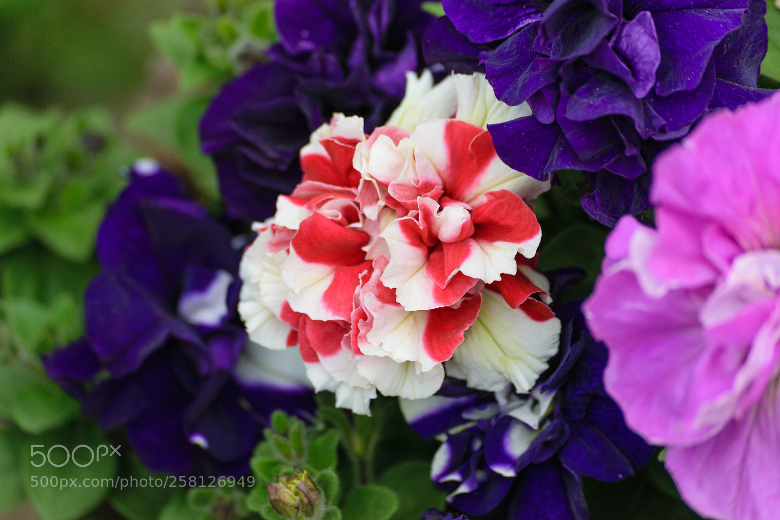 Nikon D5300 sample photo. Bloom photography