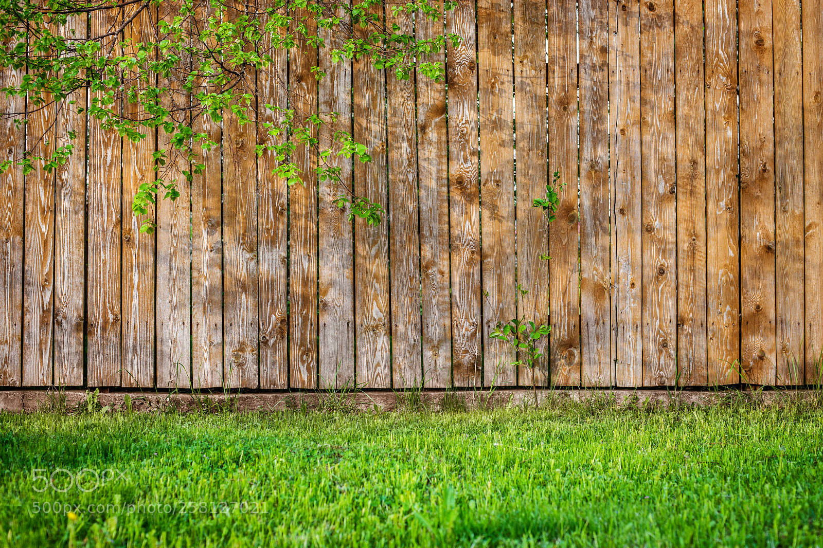 Nikon D800 sample photo. Fresh spring green grass photography