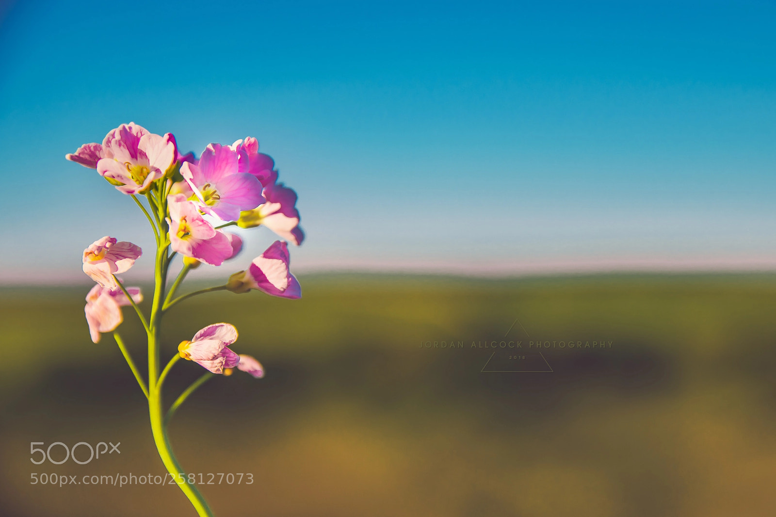 Nikon D5500 sample photo. Flower power photography