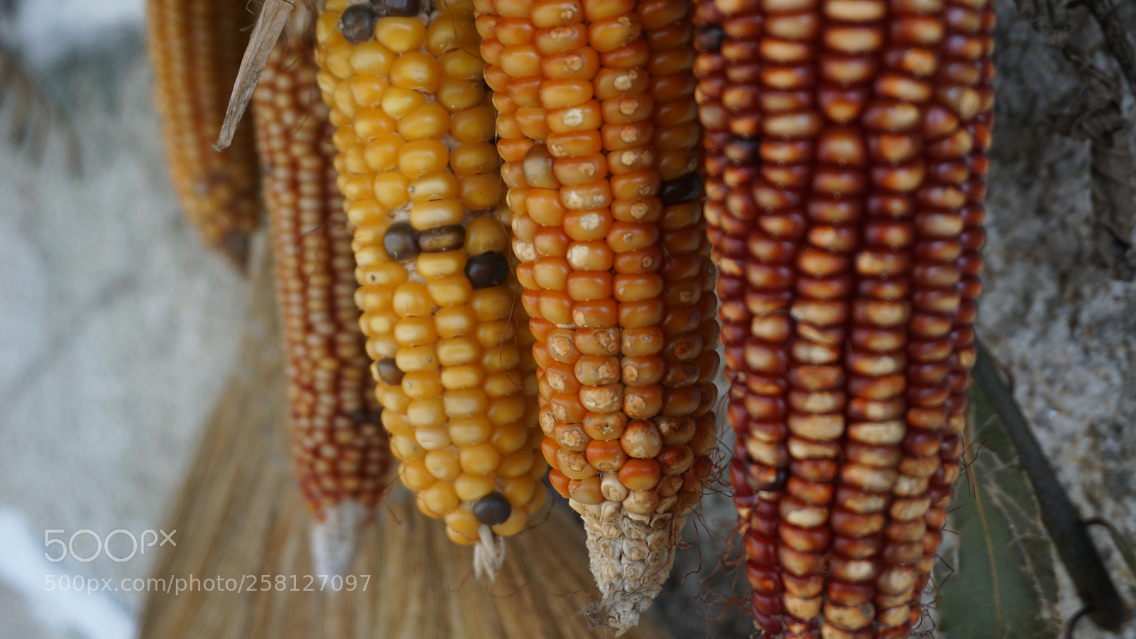 Sony a5100 sample photo. Millo photography