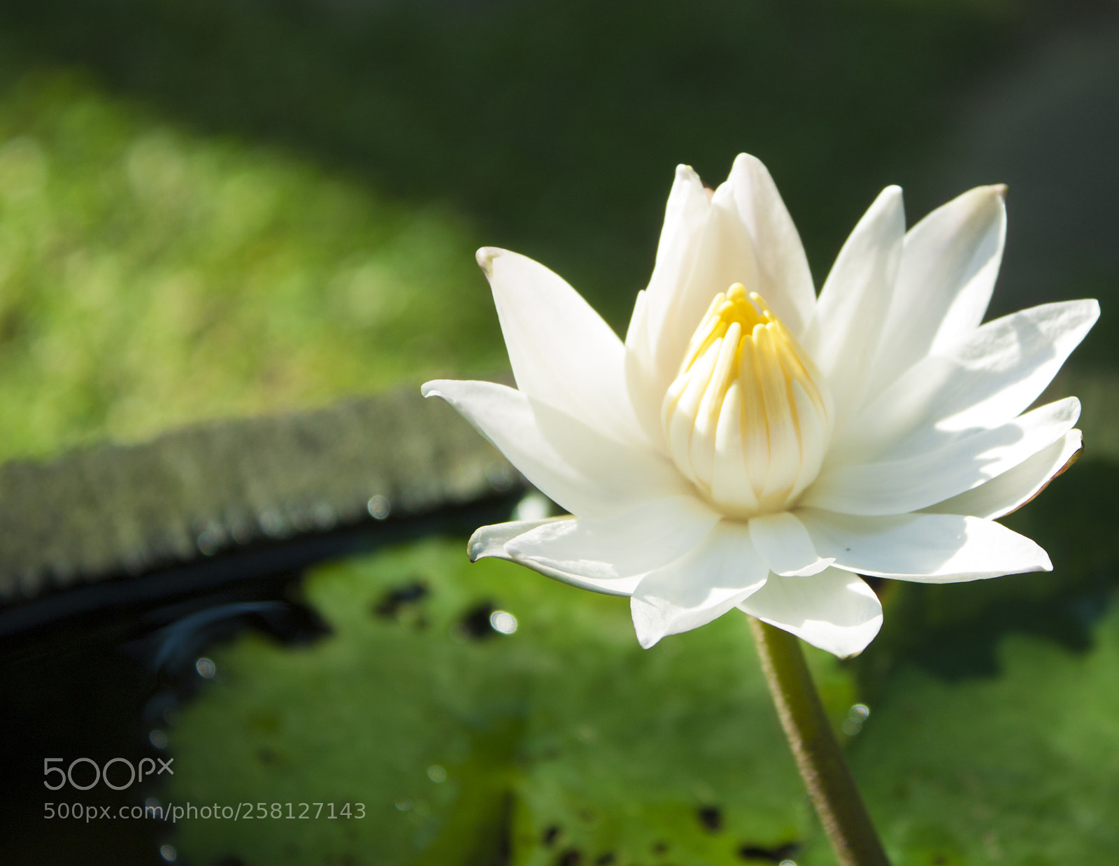 Canon EOS 500D (EOS Rebel T1i / EOS Kiss X3) sample photo. White flora photography