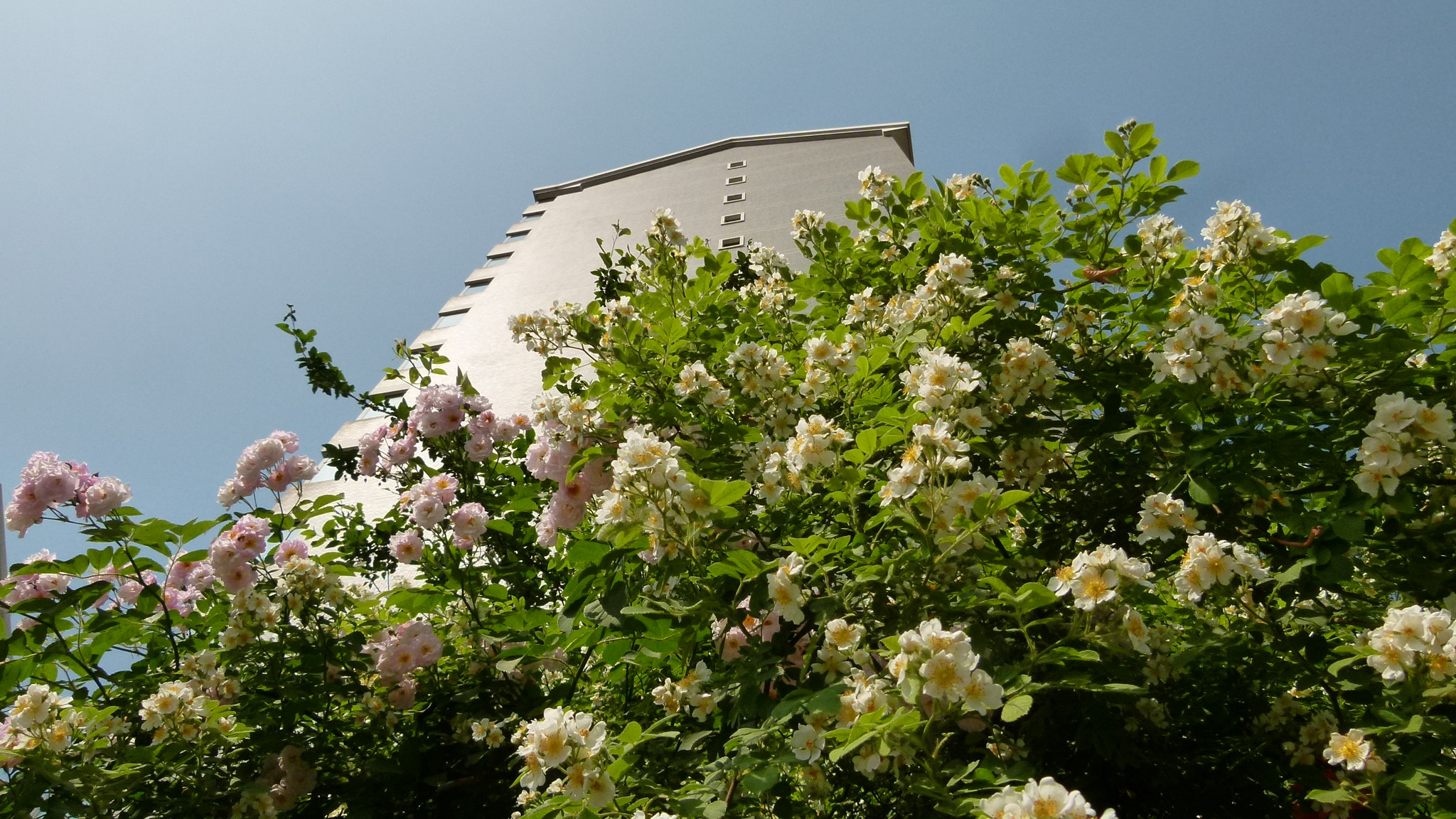 Leica V-Lux 2 sample photo