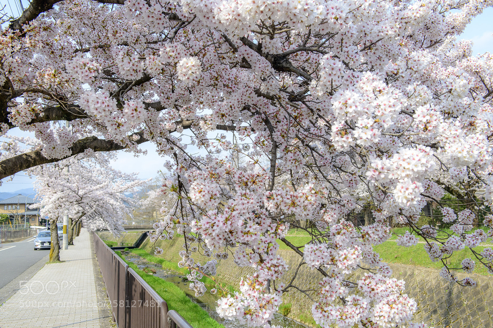 Nikon D850 sample photo. Cherry blossom photography