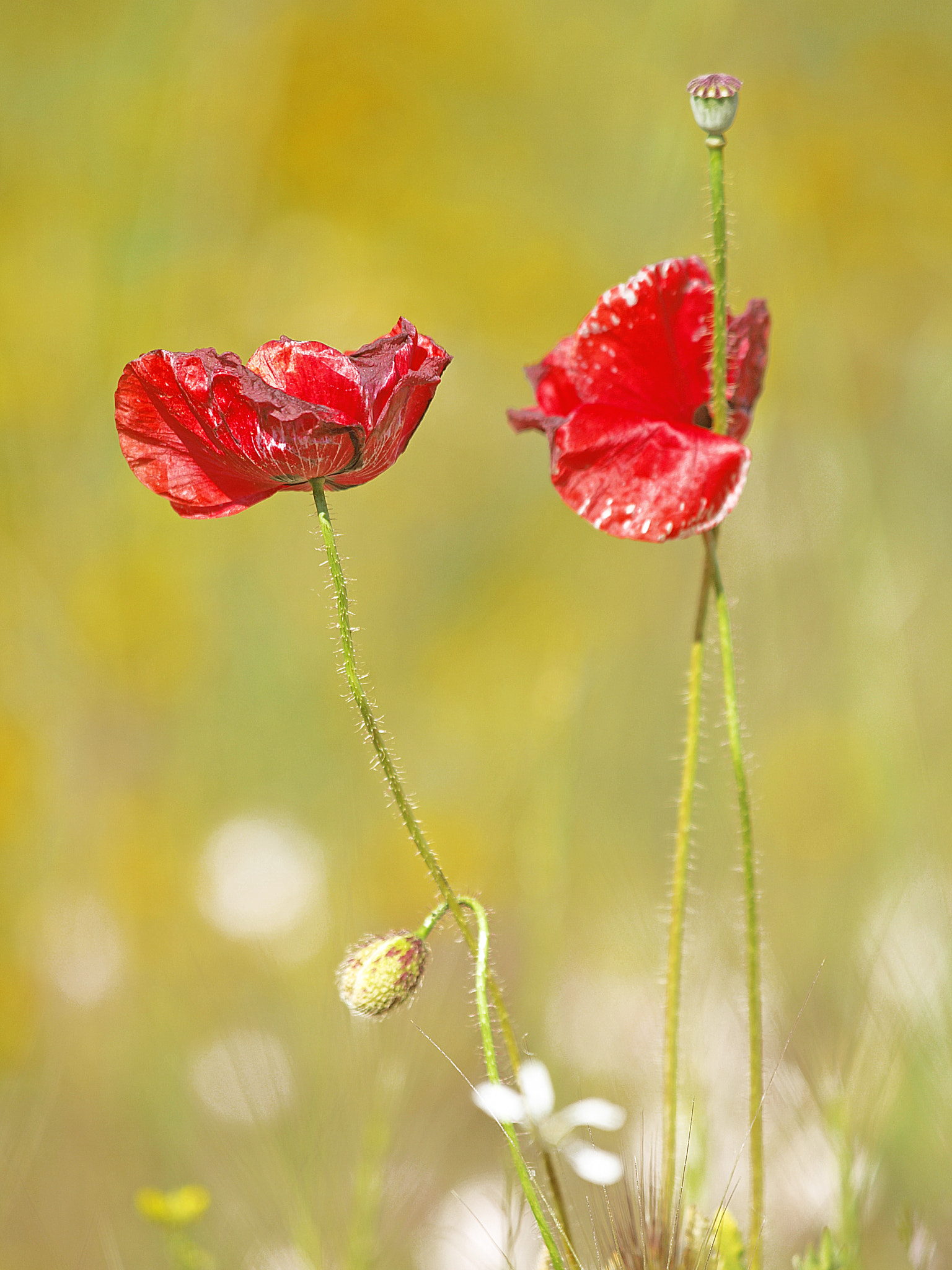Olympus E-30 sample photo. Tiempo de amapolas photography