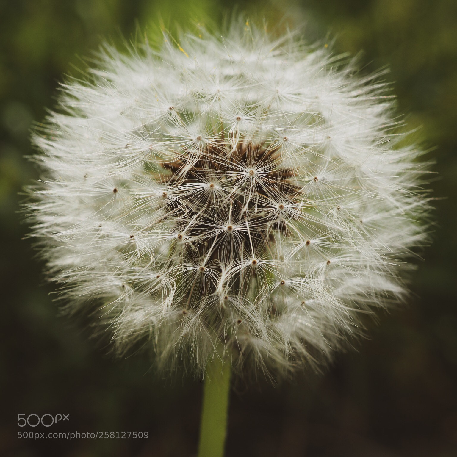 Olympus PEN-F sample photo. Dandelion photography