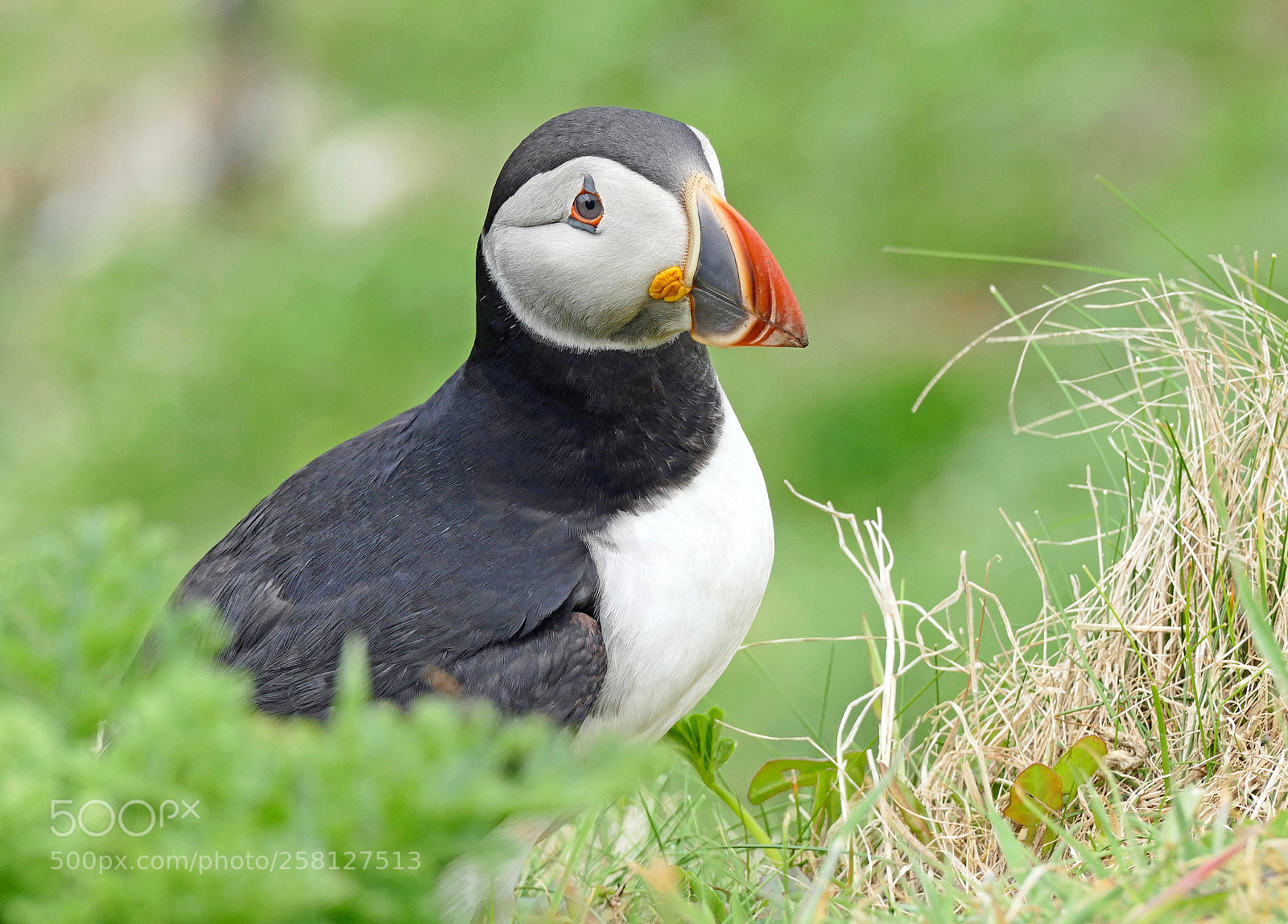 Panasonic Lumix DMC-FZ1000 sample photo. Puffin on the isle photography