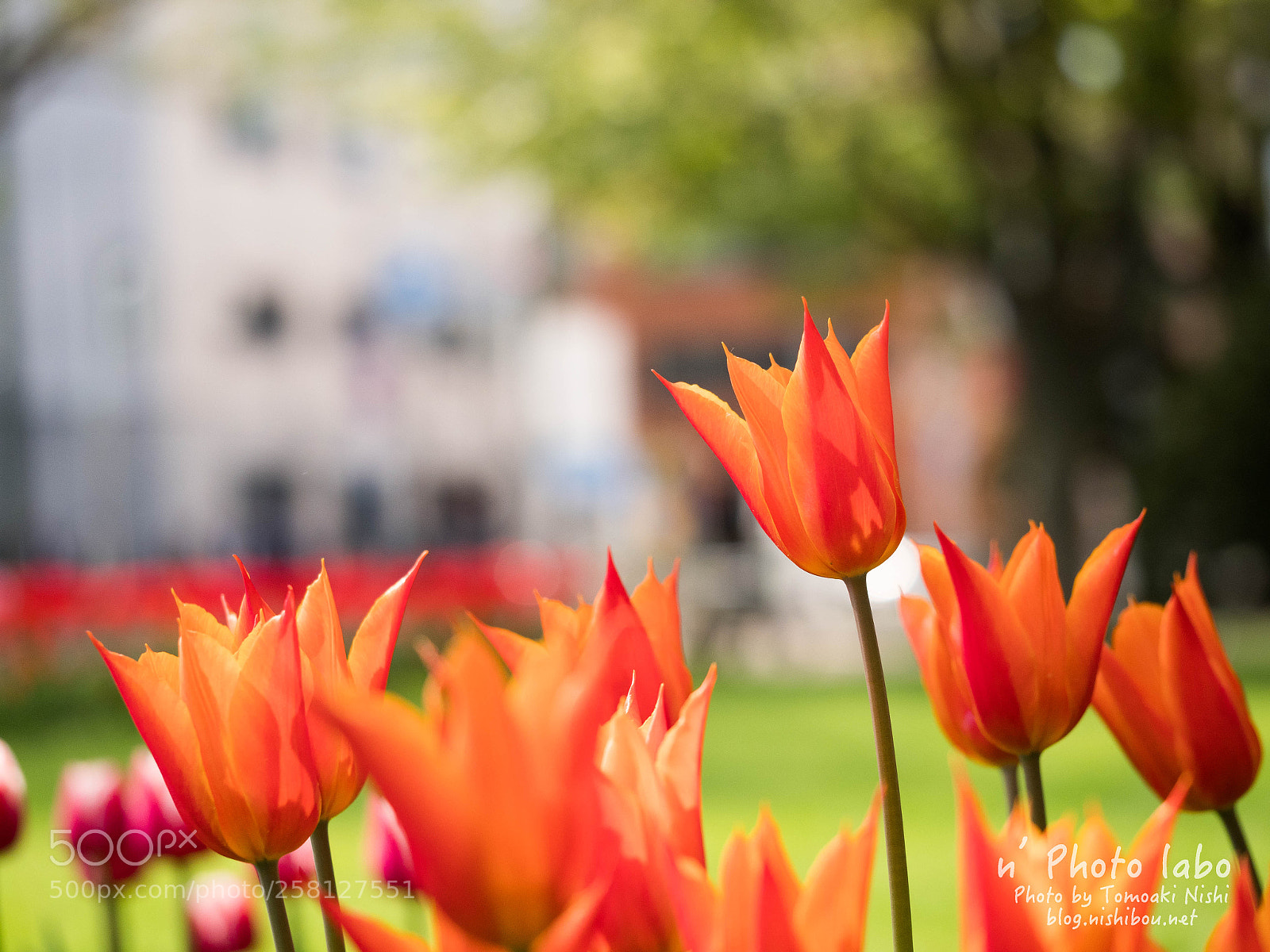 Olympus OM-D E-M1 Mark II sample photo. オレンジのチューリップ photography