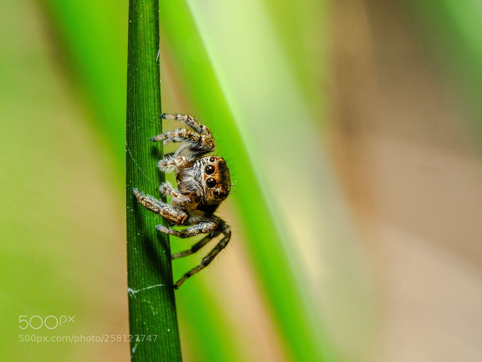 Olympus OM-D E-M1 sample photo. Jumping spider photography