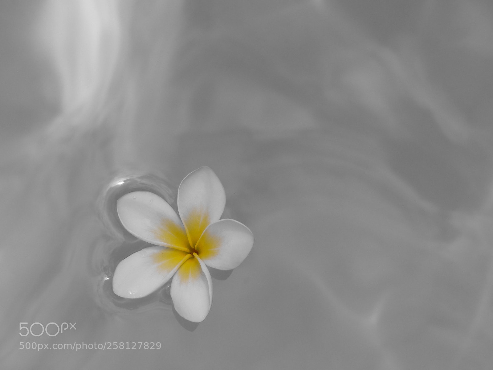 Panasonic Lumix DMC-FZ200 sample photo. Color in black photography