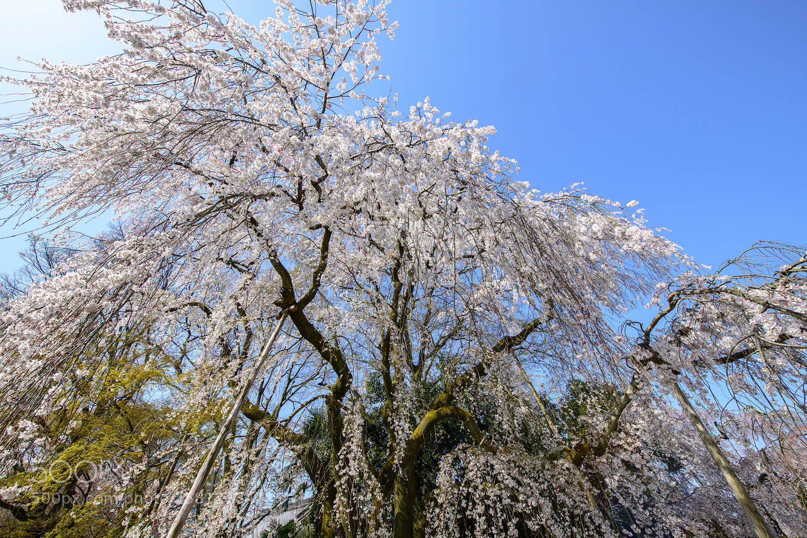 Nikon D850 sample photo. Daigoji temple sakura 醍醐寺櫻花 photography