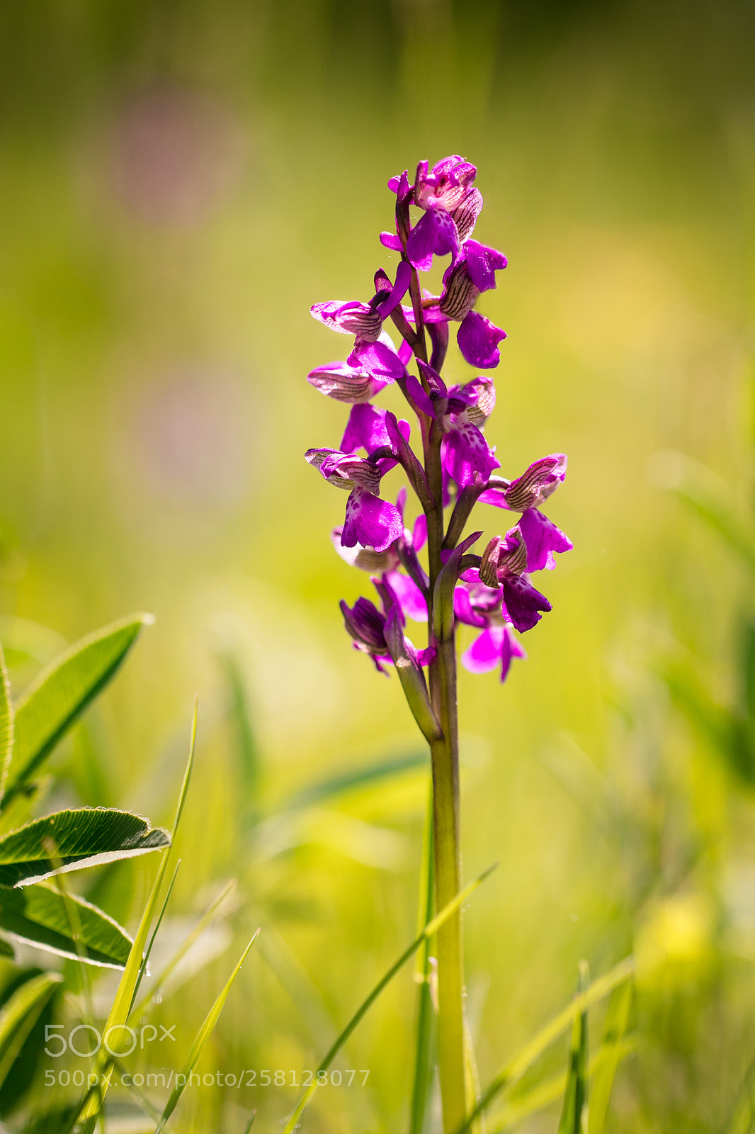 Canon EOS 80D sample photo. Green-winged orchid photography