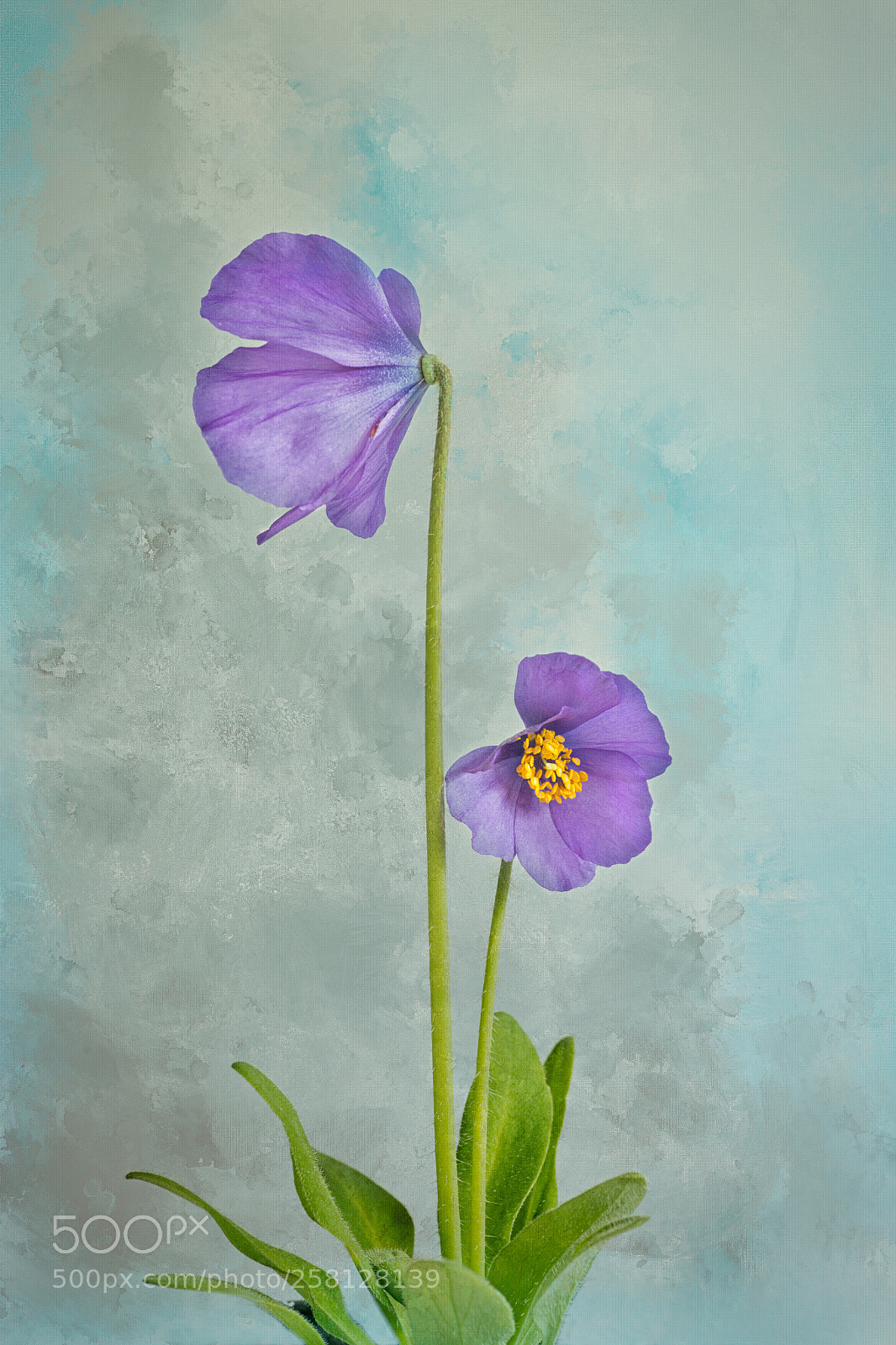 Canon EOS 6D sample photo. Dwarf blue meconopsis photography