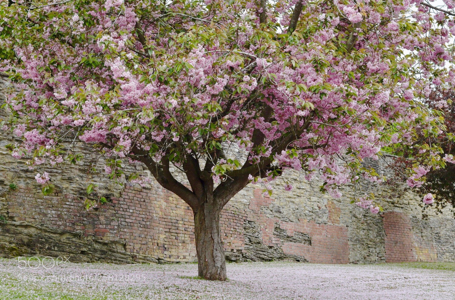 Canon EOS M50 (EOS Kiss M) sample photo. Blossom photography