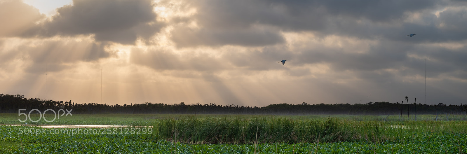 Fujifilm X-T2 sample photo. Orlando wetlands photography