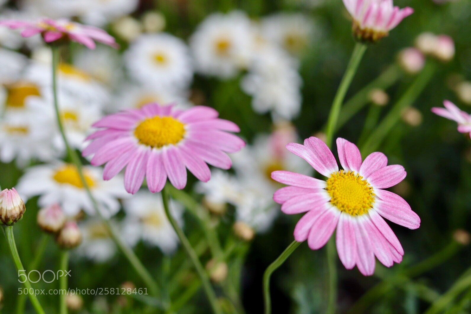 Canon EOS M50 (EOS Kiss M) sample photo. Pink photography