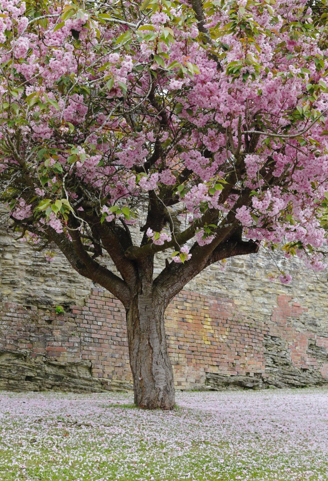 Canon EOS M50 (EOS Kiss M) sample photo. Blossom photography