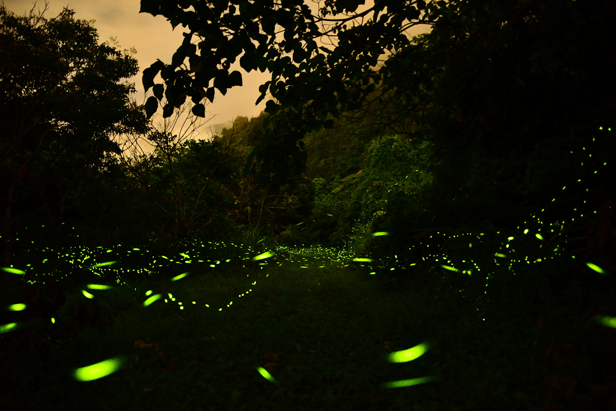 Nikon D500 sample photo. Fireflies photography