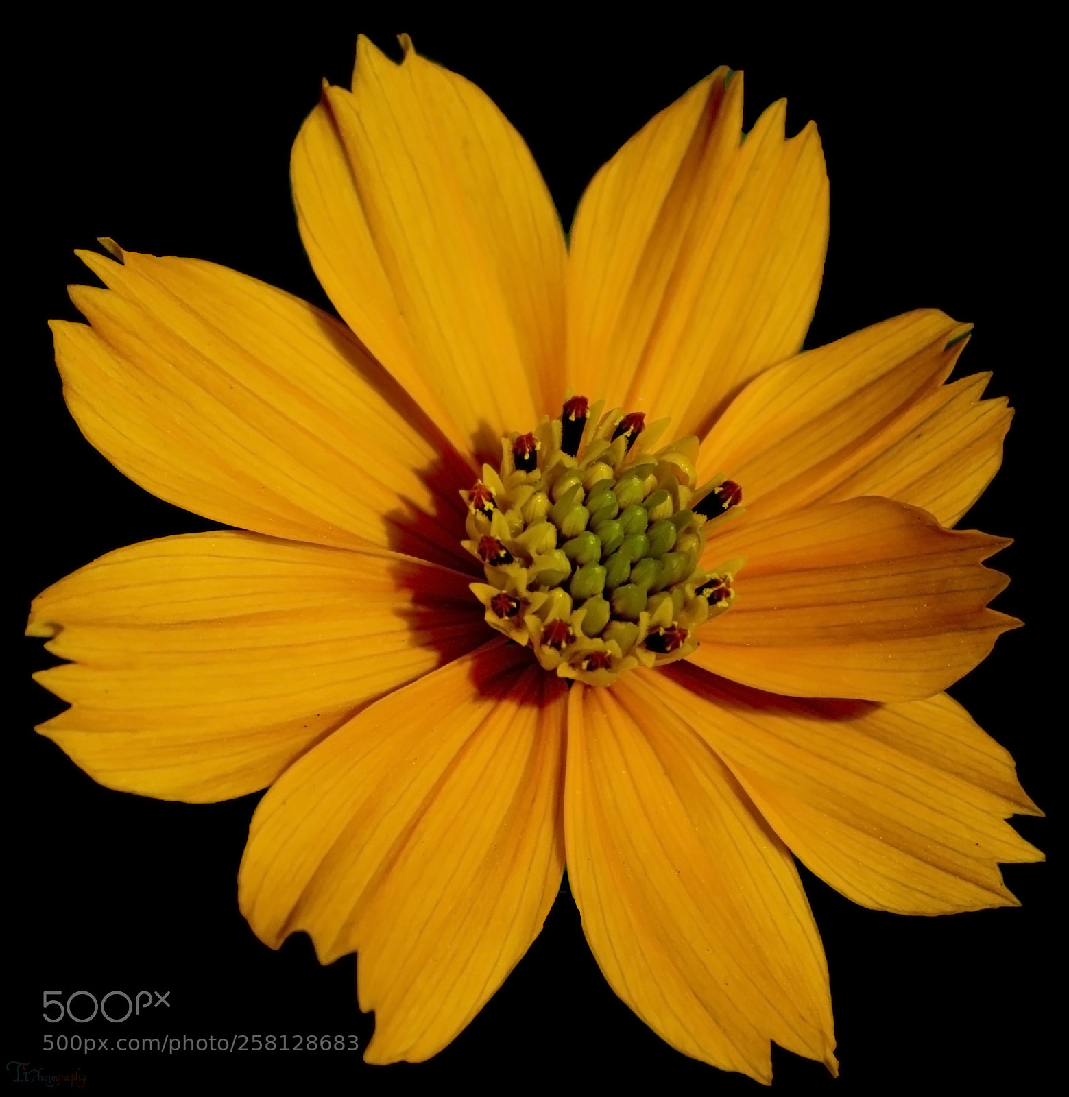 Nikon D5300 sample photo. Flower photography