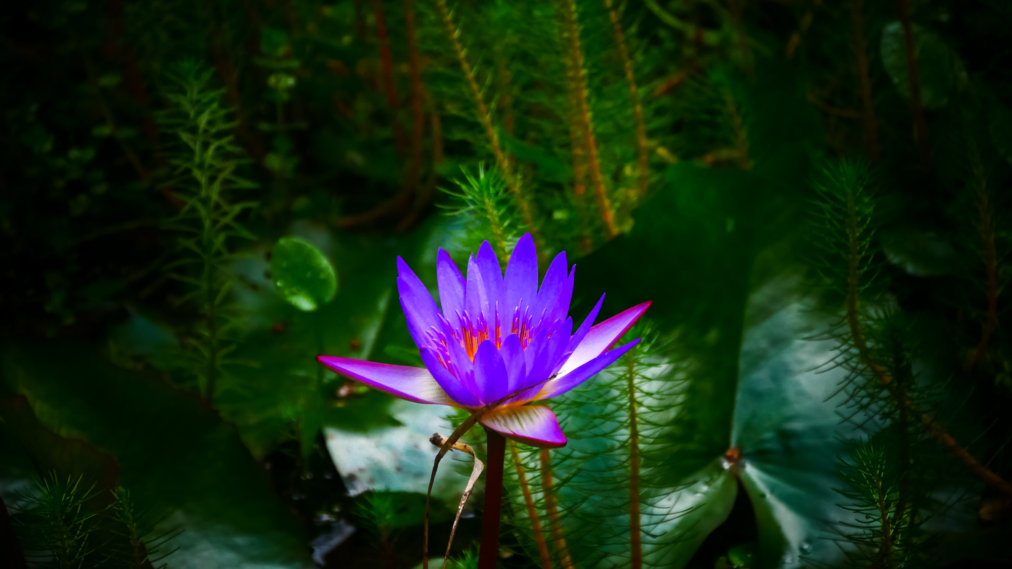 Panasonic Lumix DMC-GX85 (Lumix DMC-GX80 / Lumix DMC-GX7 Mark II) sample photo. Blue lotus photography