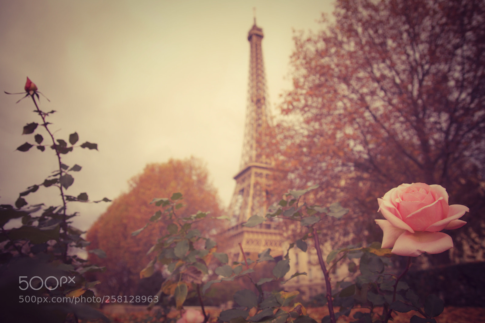 Sony SLT-A77 sample photo. Rose of paris photography