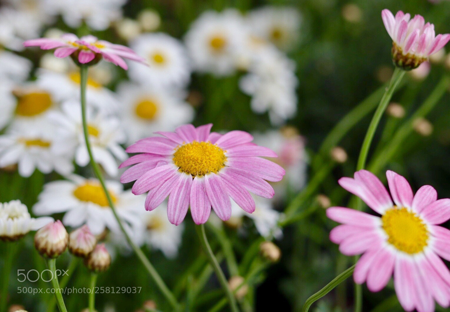 Canon EOS M50 (EOS Kiss M) sample photo. Wild flowers photography