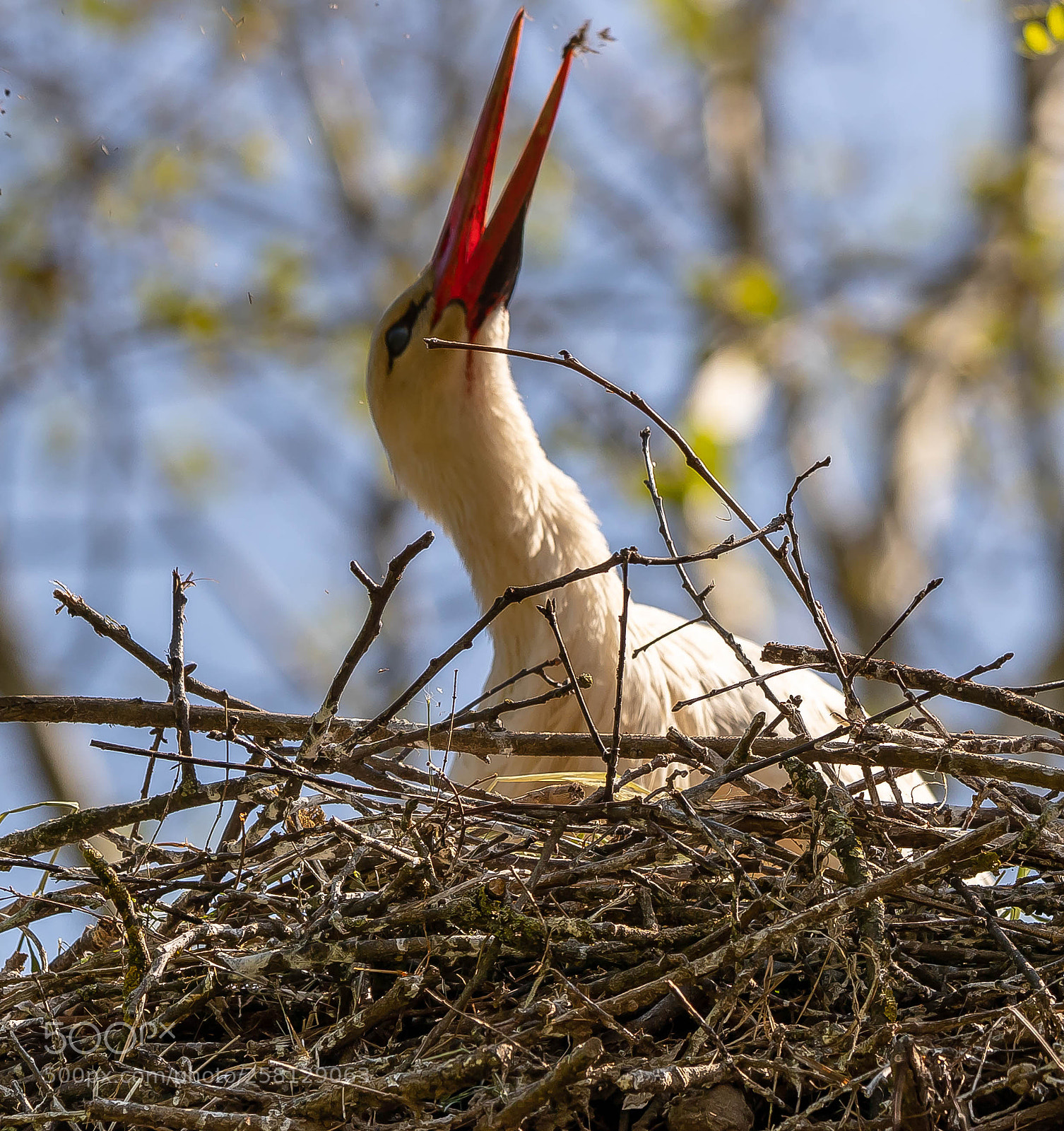 Canon EOS-1D X Mark II sample photo. Sant'alessio reserve pavia(italy) photography