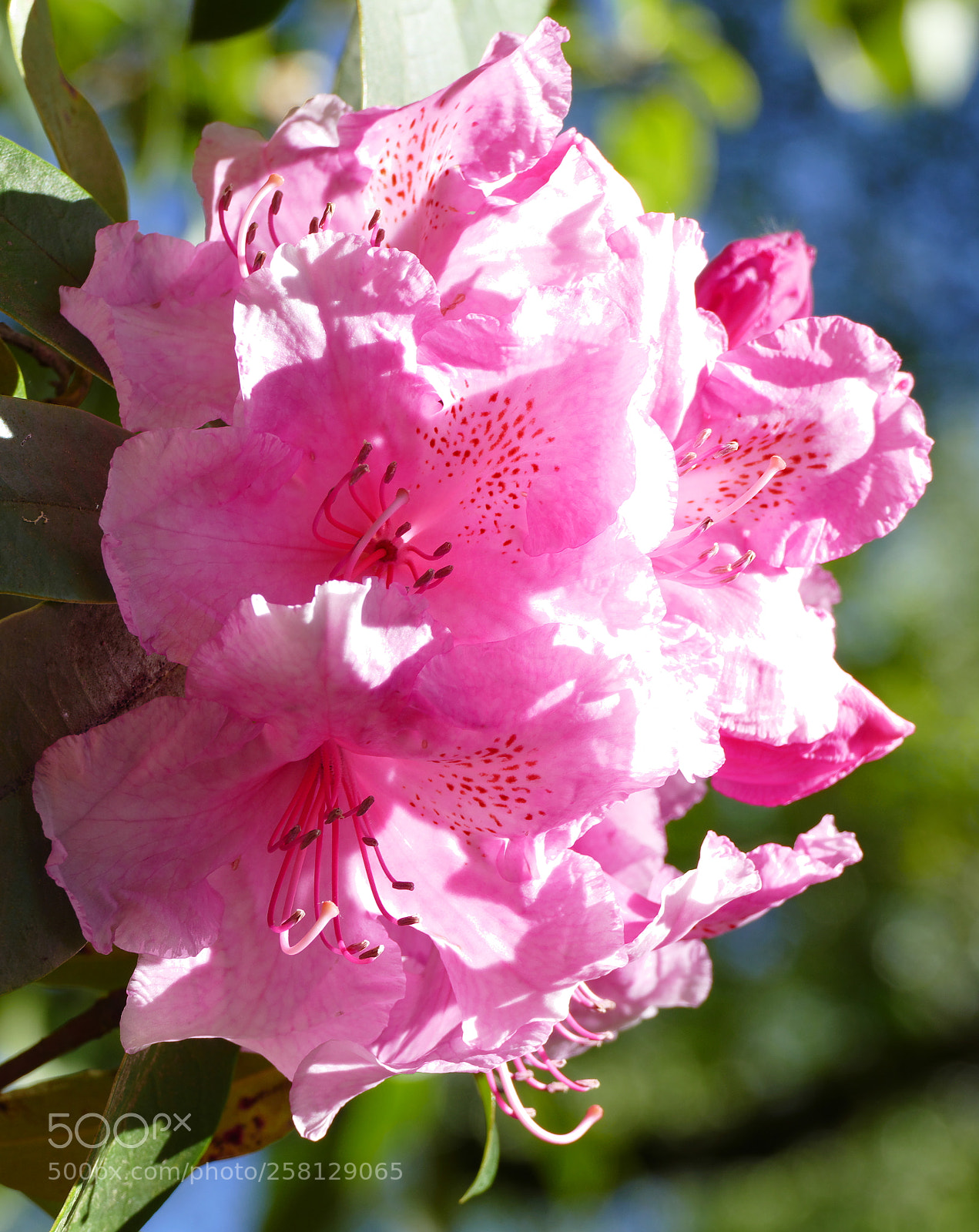 Panasonic Lumix DMC-FZ1000 sample photo. Pink blooms photography