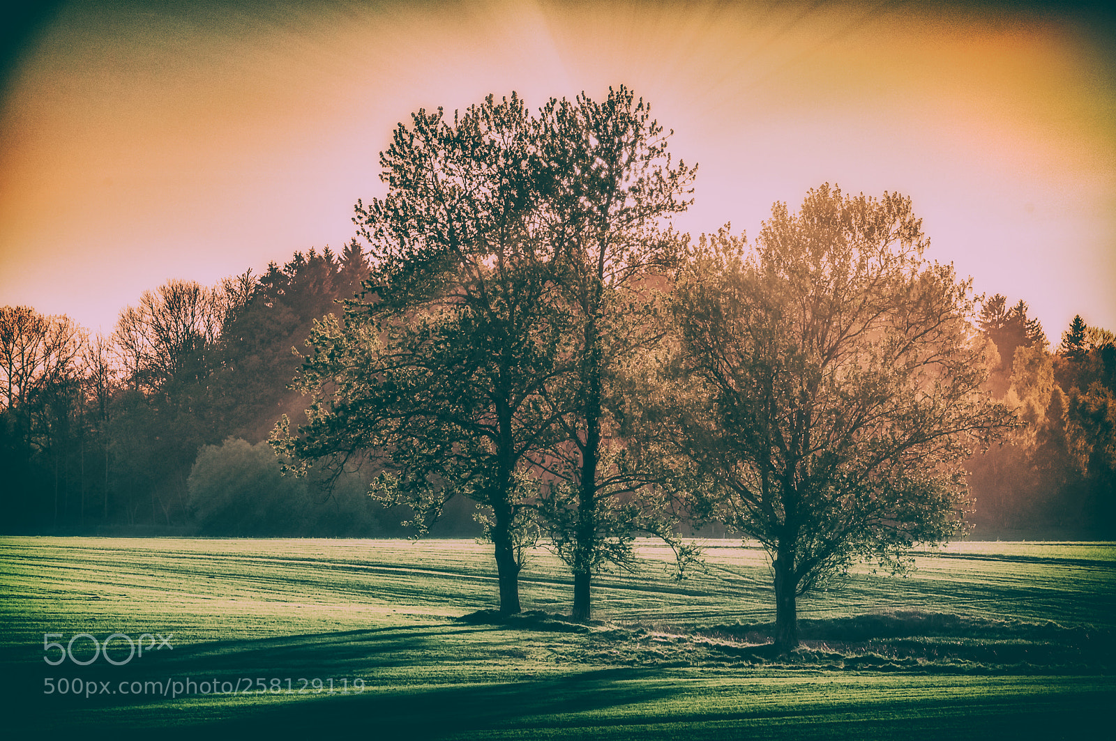 Nikon D300S sample photo. Three trees photography