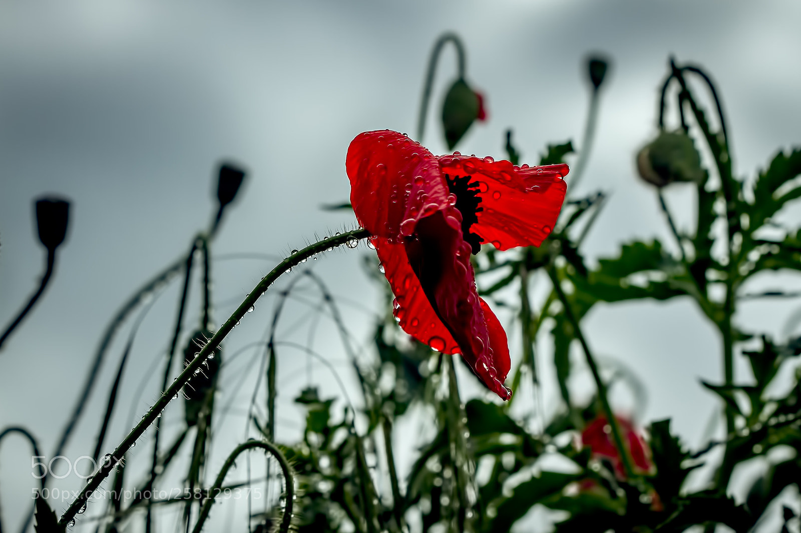 Canon EOS 7D sample photo. Heavy grace photography