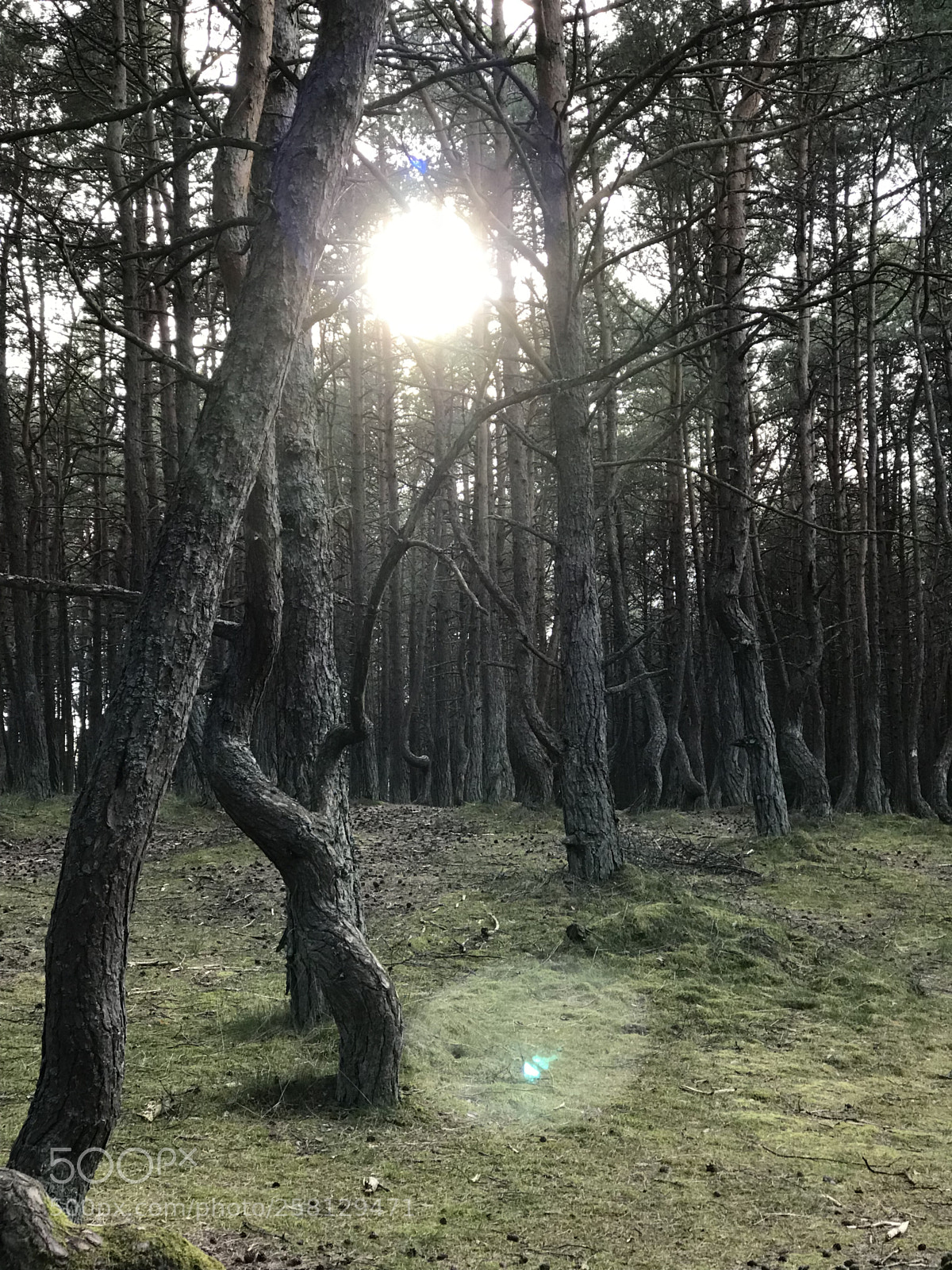 Apple iPhone 7 Plus sample photo. Drunken forest photography