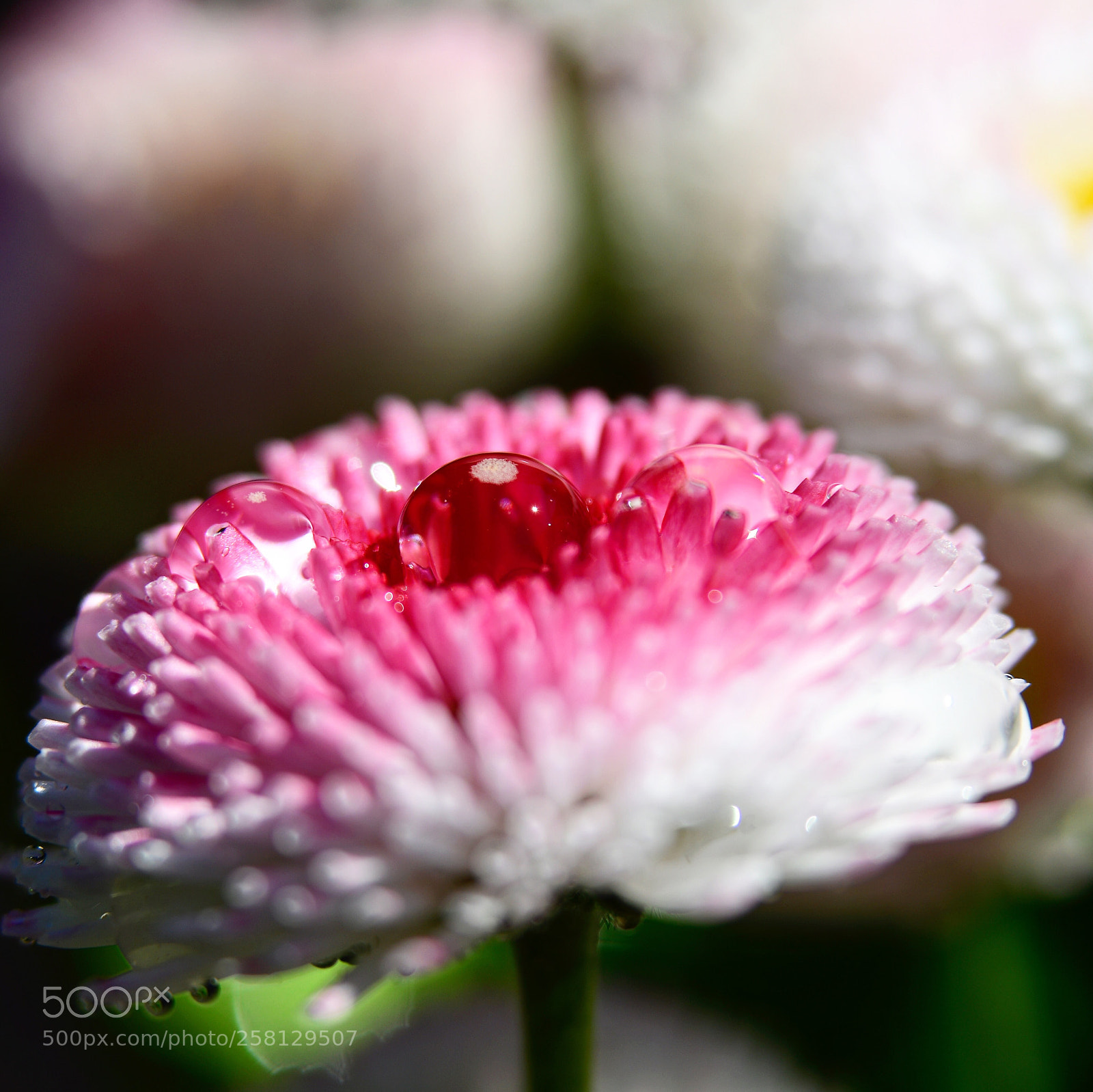 Nikon D500 sample photo. Drops of water on photography