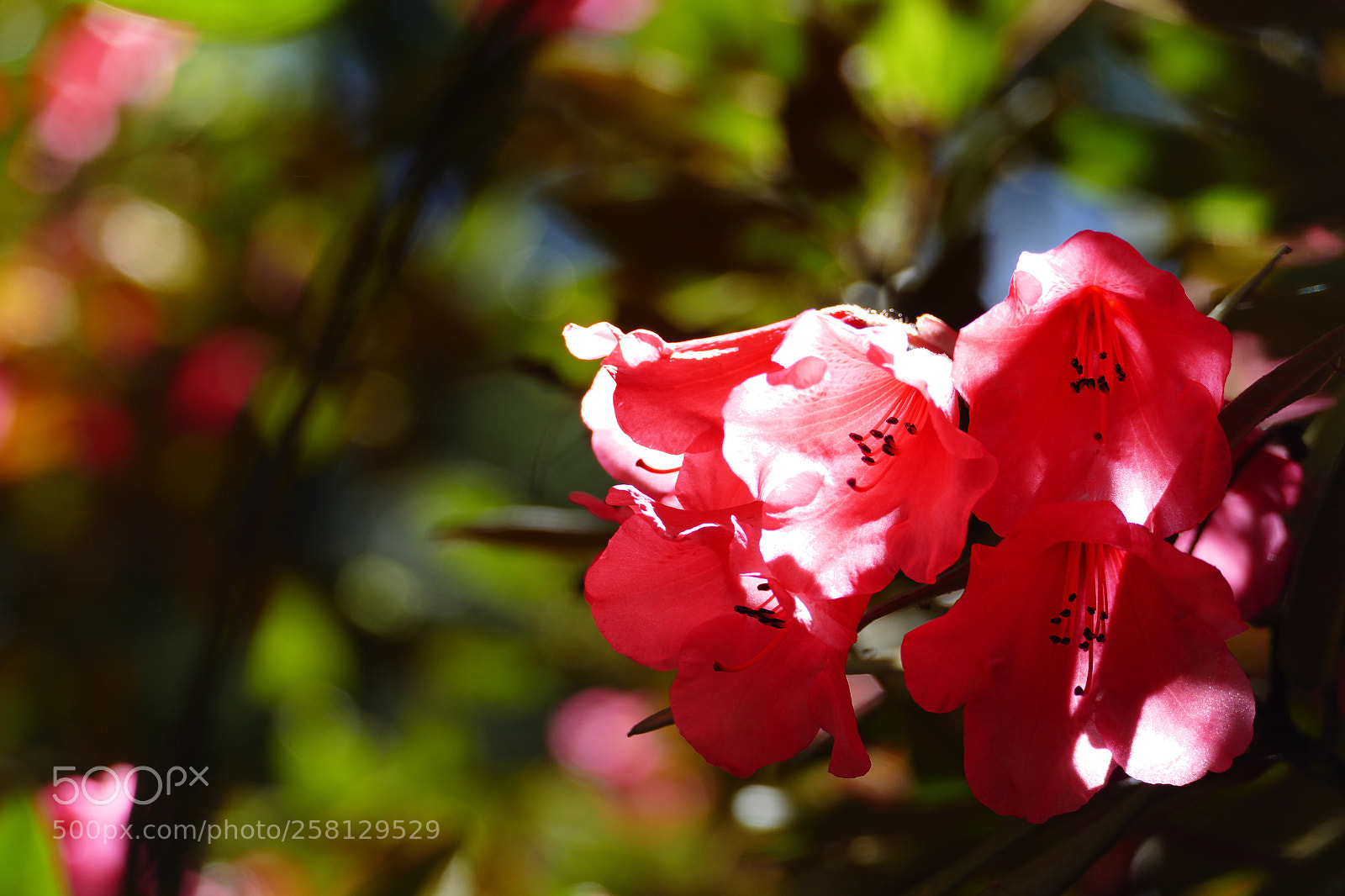 Panasonic Lumix DMC-FZ1000 sample photo. Bloom in shade. photography
