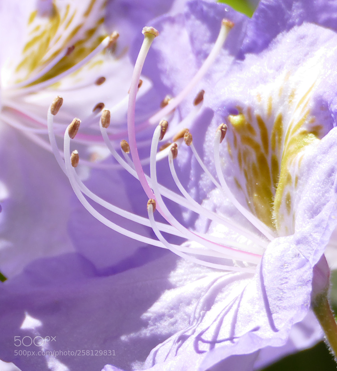 Panasonic Lumix DMC-FZ1000 sample photo. Soft purple flower photography