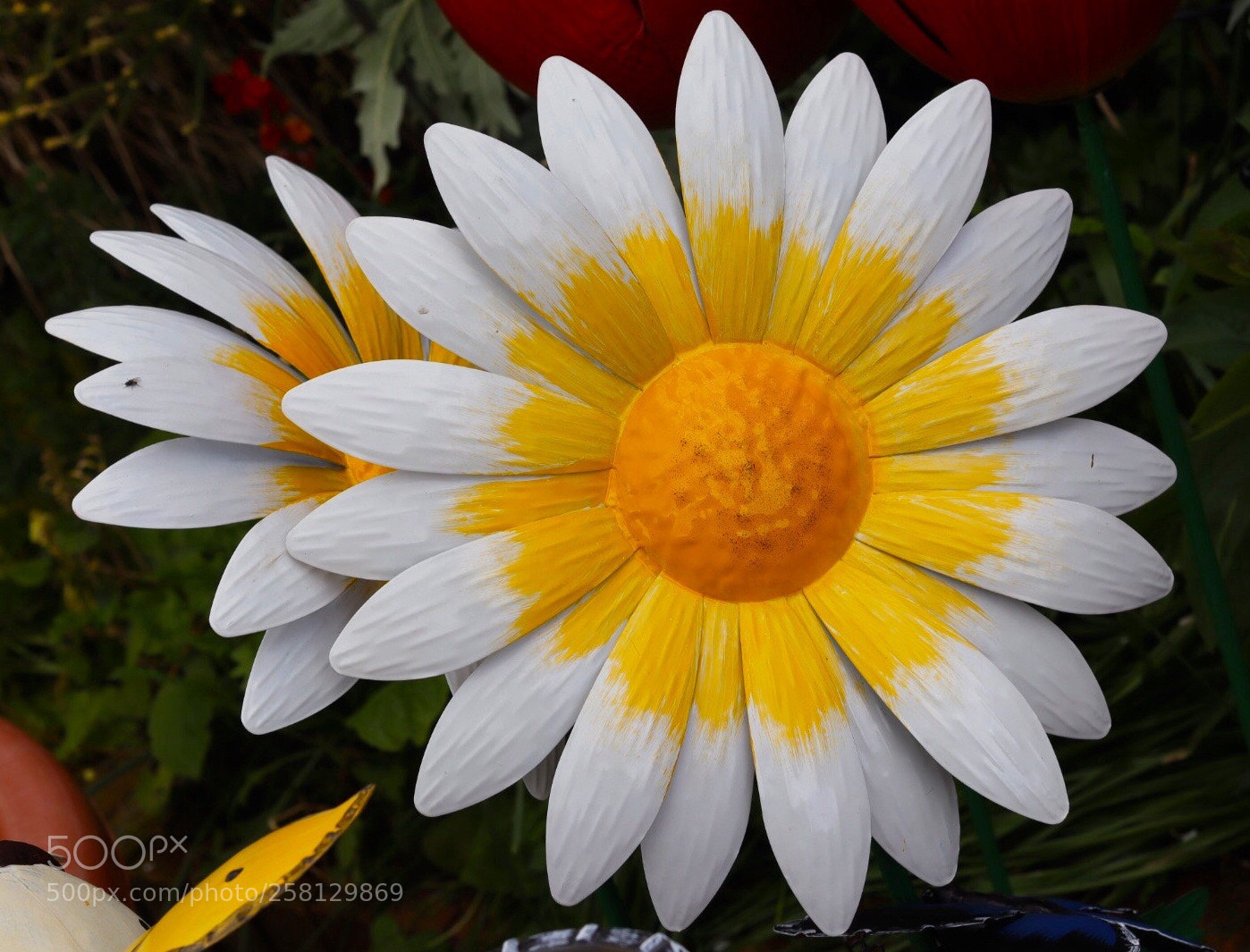 Canon EOS M50 (EOS Kiss M) sample photo. Yellow & white
 photography
