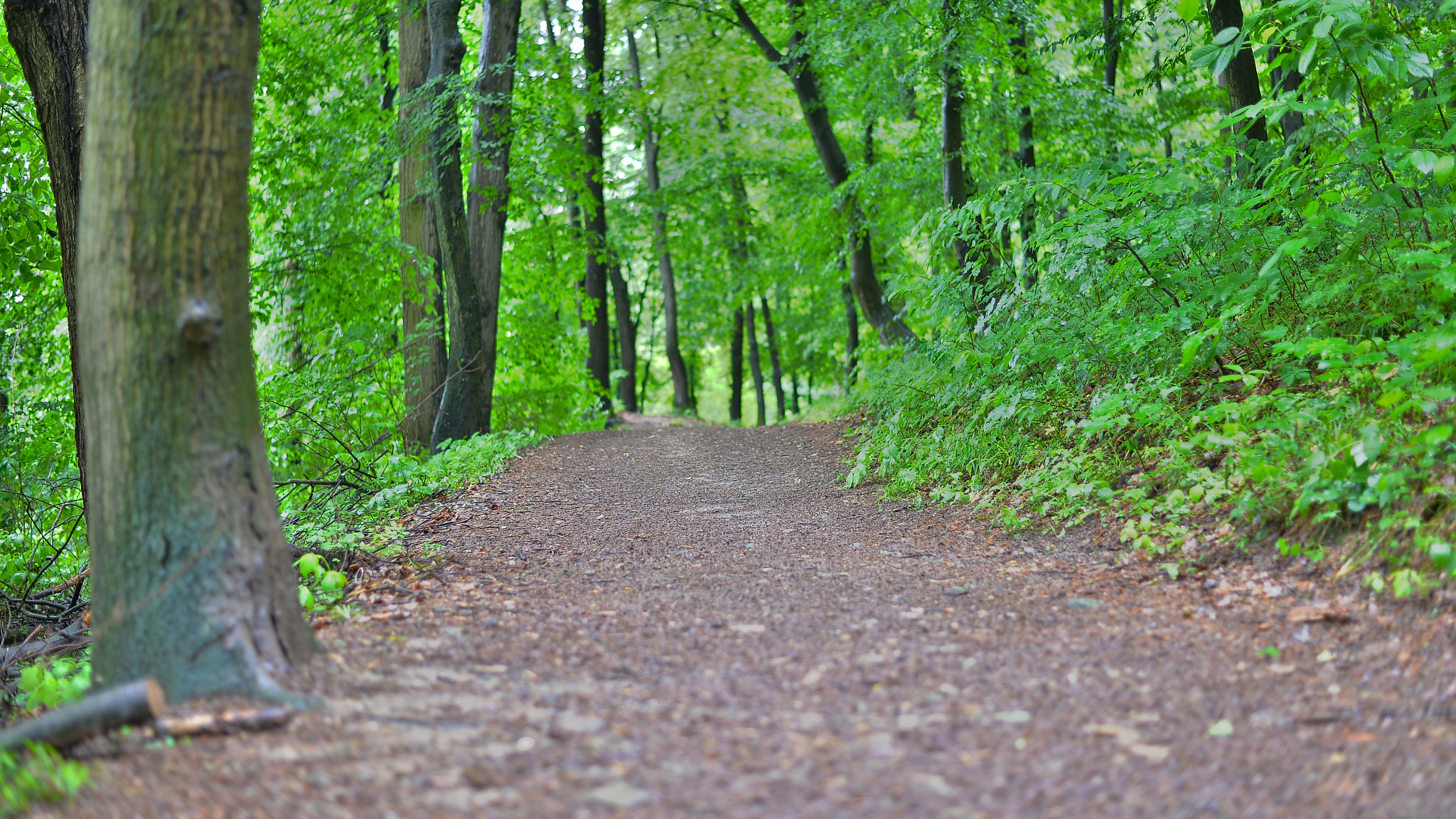 Nikon Df sample photo. Green path+ photography