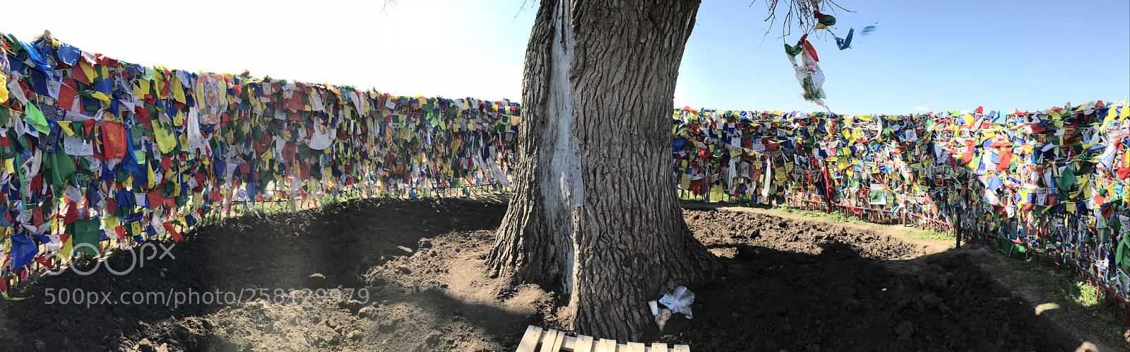 Apple iPhone 7 Plus sample photo. Sacred tree photography