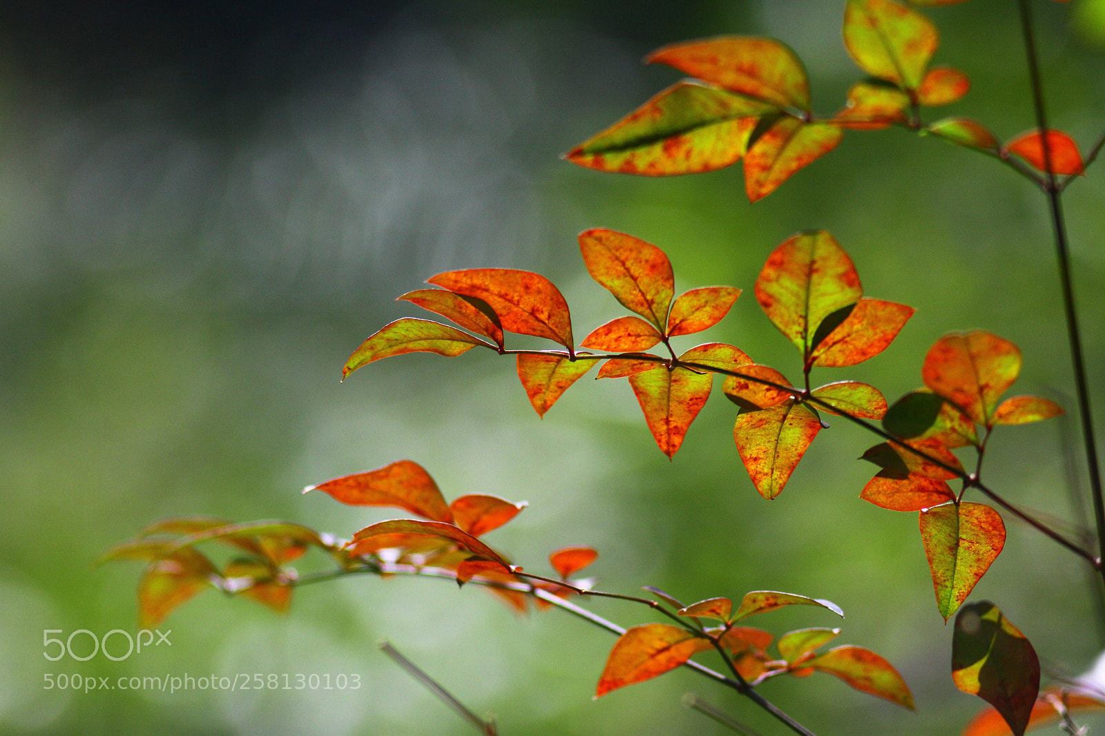 Canon EOS 50D sample photo. Swinging leaves photography