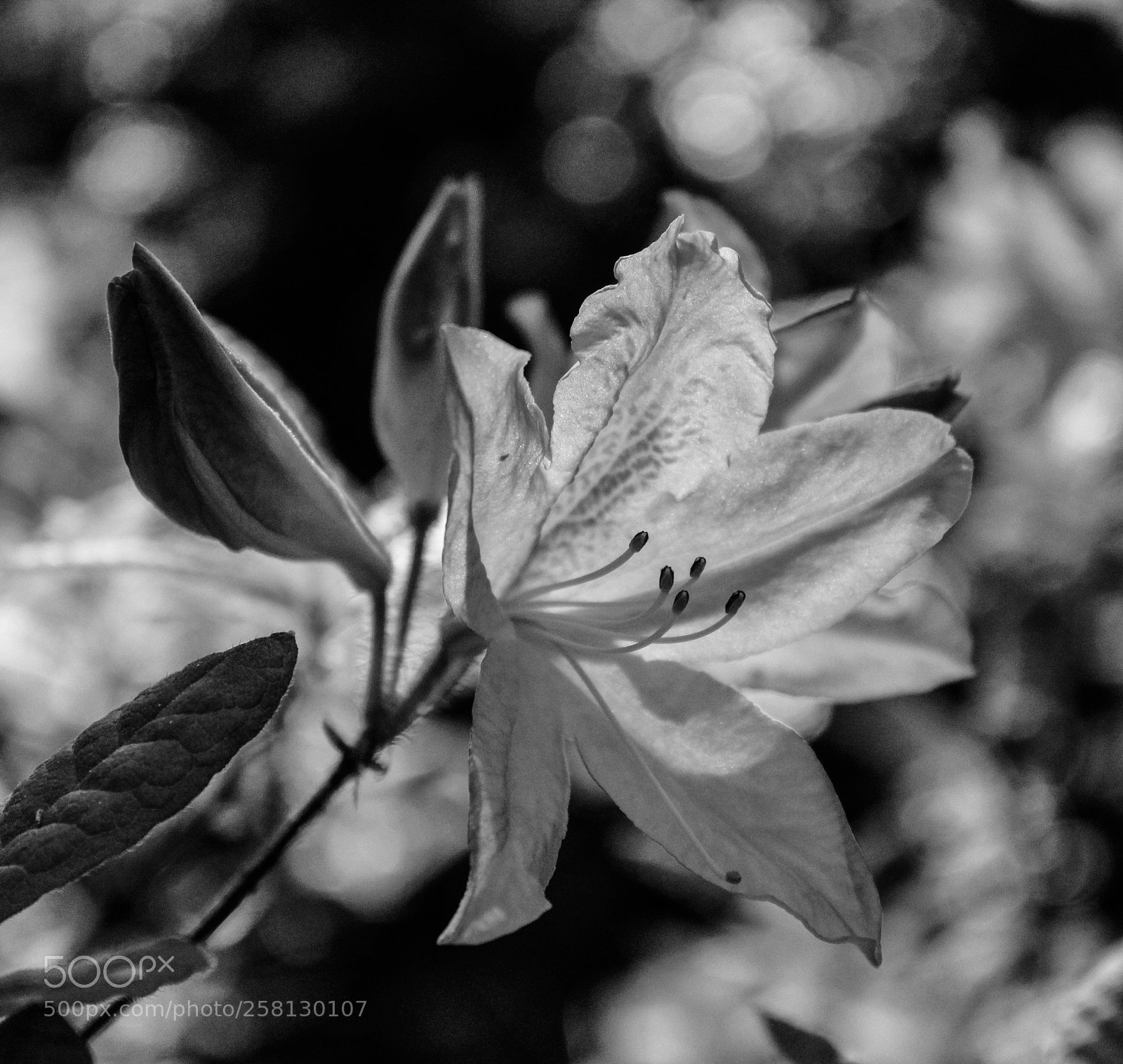 Canon EOS 1200D (EOS Rebel T5 / EOS Kiss X70 / EOS Hi) sample photo. Rhododendron photography