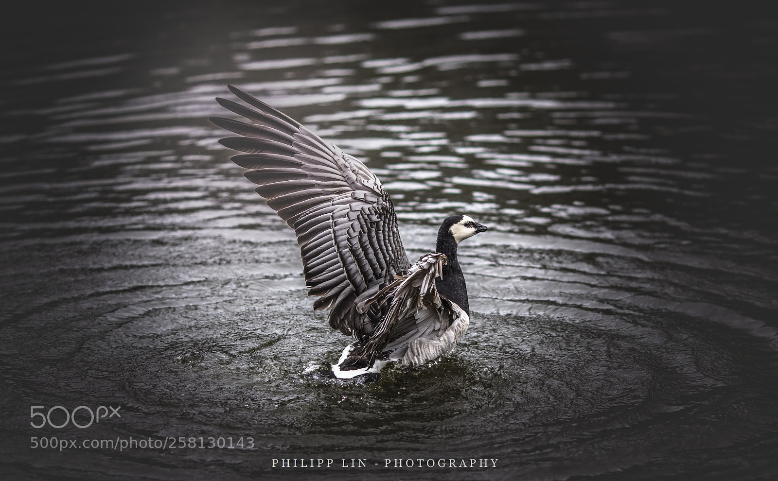 Canon EOS 5D Mark IV sample photo. Dream flying in the photography