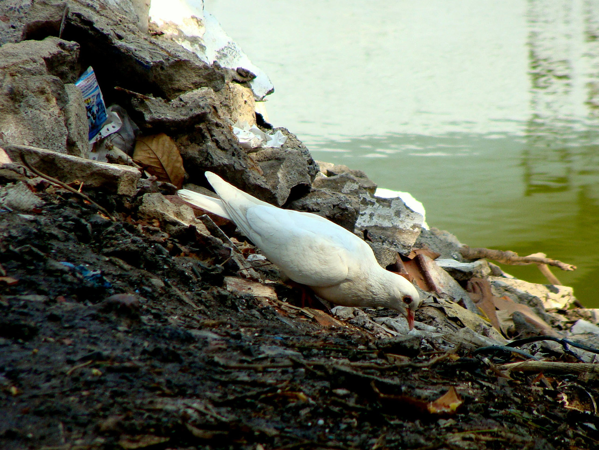 Sony Cyber-shot DSC-H10 sample photo. 23.jpg photography