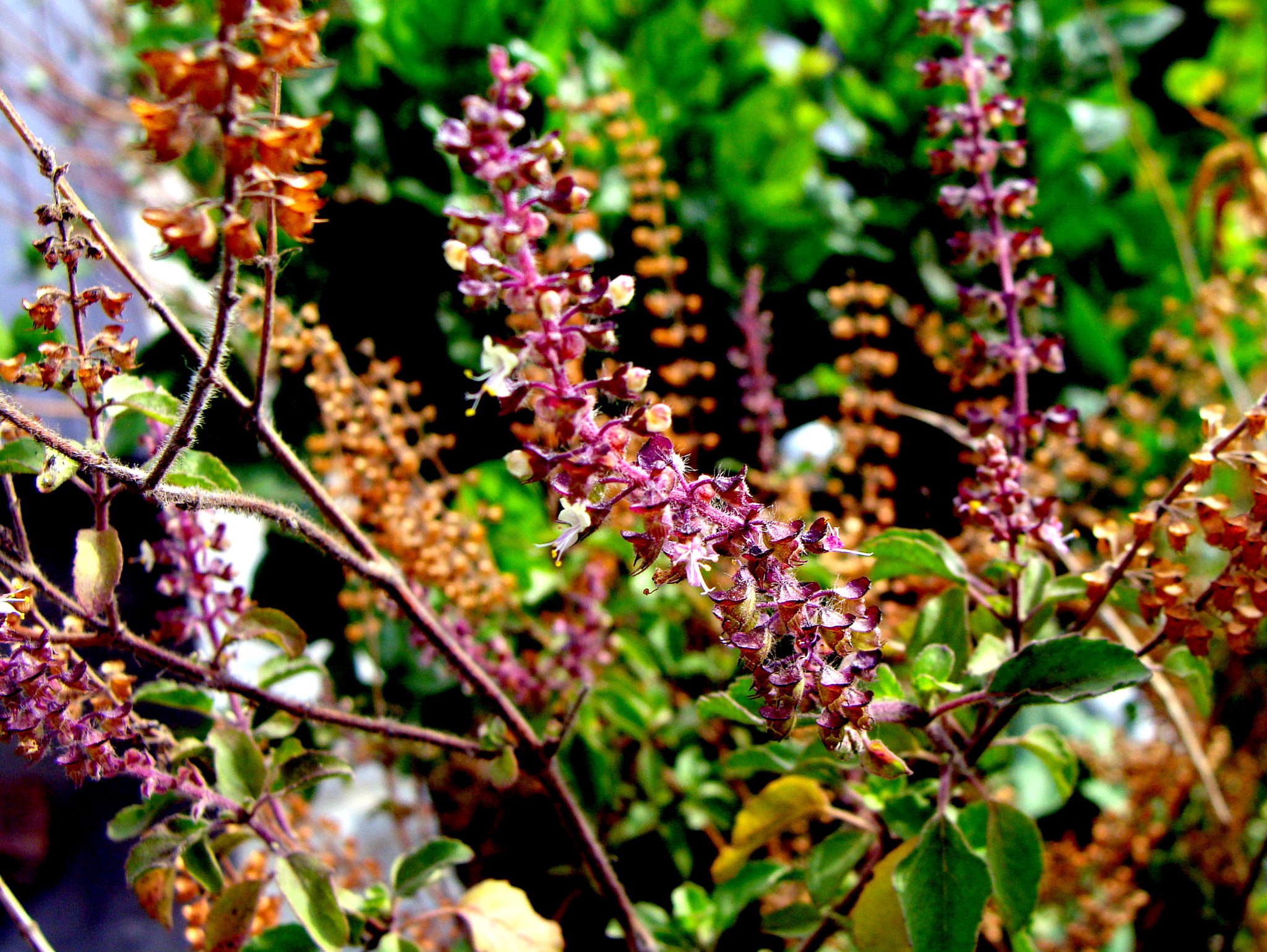 Sony Cyber-shot DSC-H10 sample photo. 60.jpg photography
