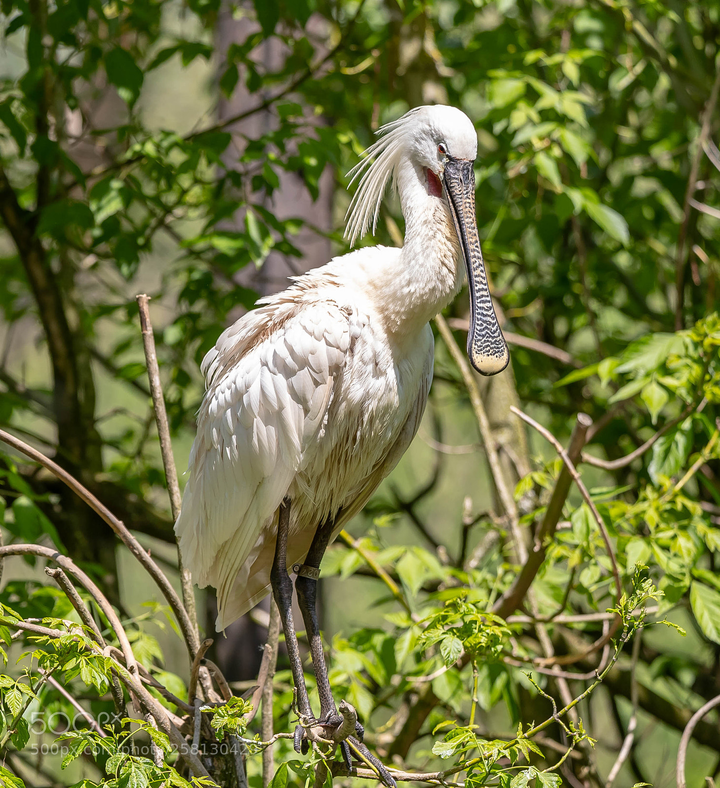 Canon EOS-1D X Mark II sample photo. Sant'alessio reserve pavia(italy) photography