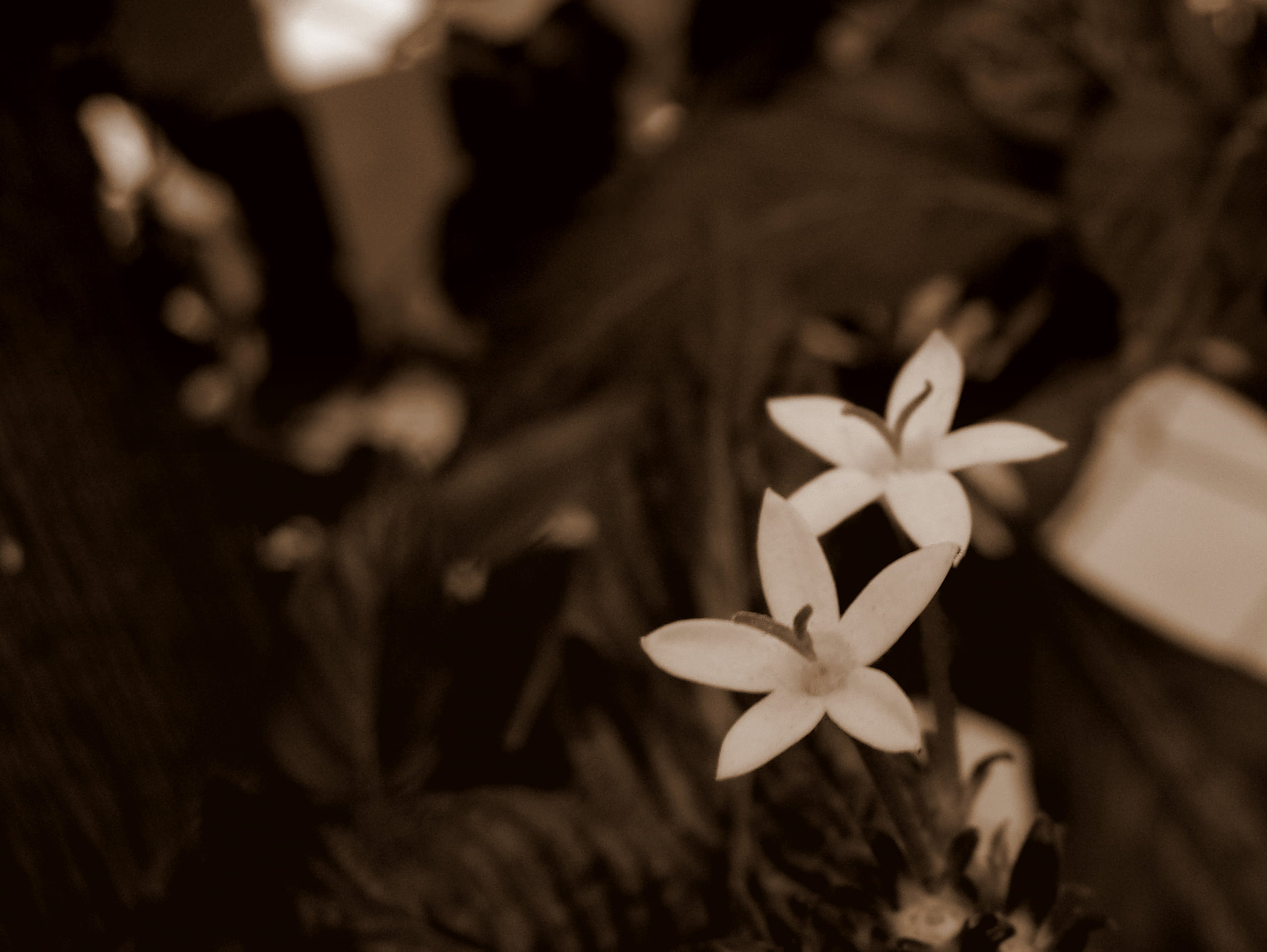 Sony Cyber-shot DSC-H10 sample photo. 115.jpg photography