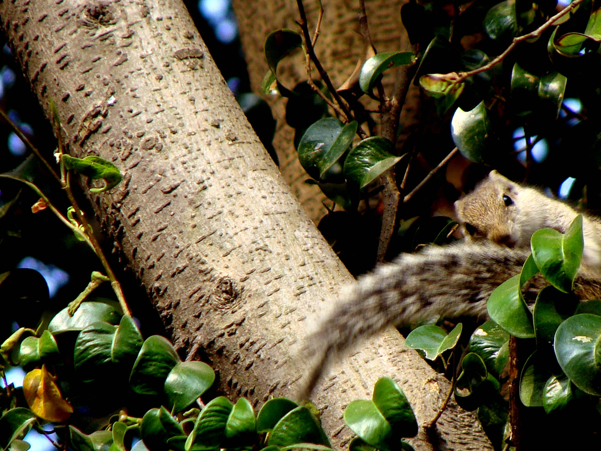 Sony Cyber-shot DSC-H10 sample photo. 134.jpg photography
